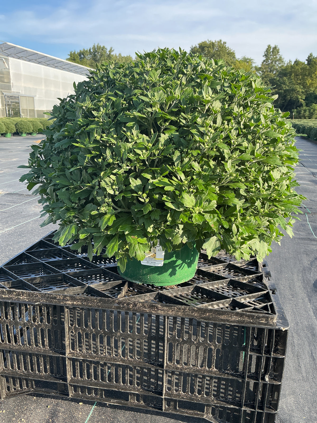 Butter N' Cream - 9"x6" Potted Garden Mum
