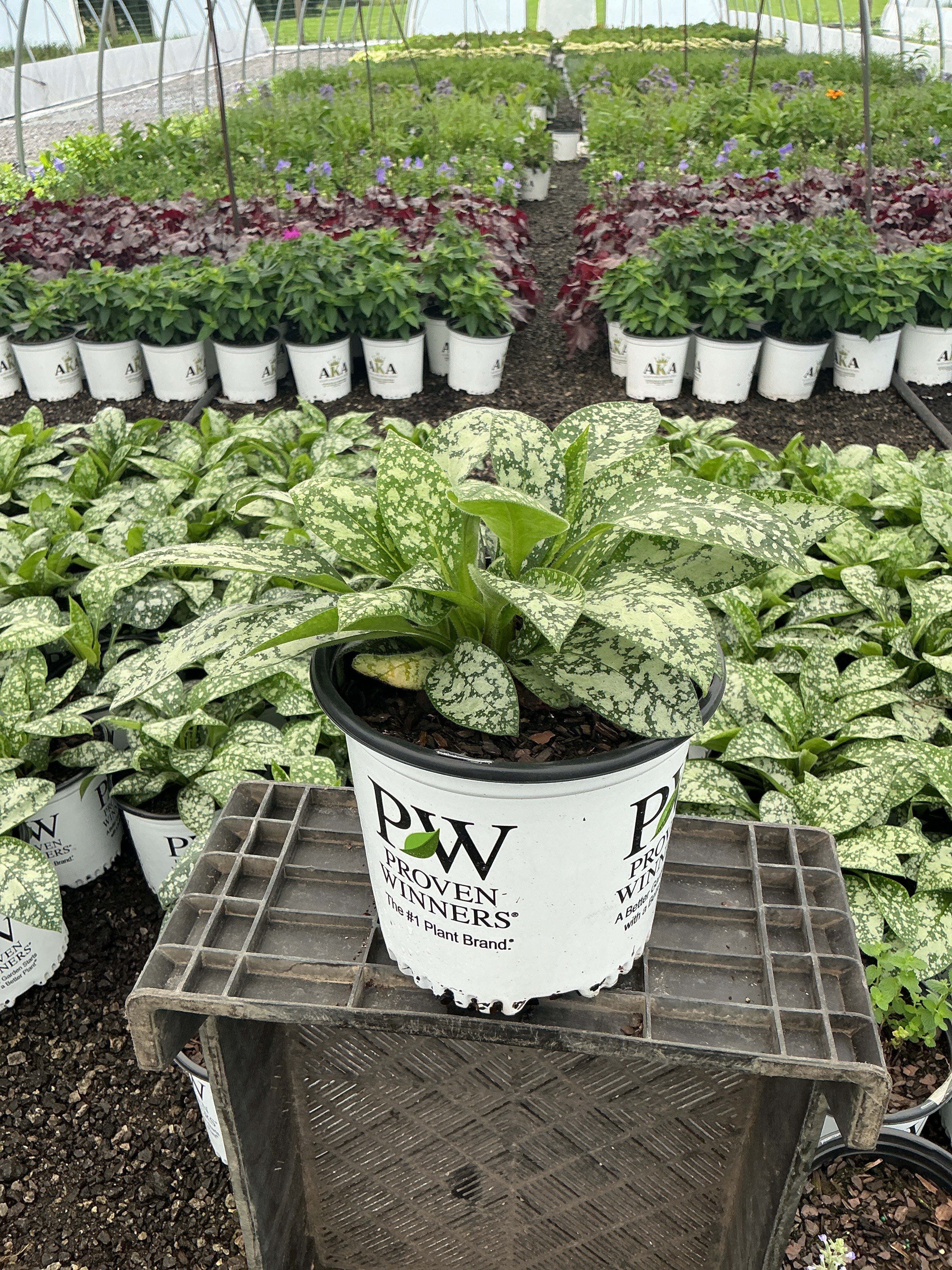Pulmonaria Lungwort Pink A Blue
