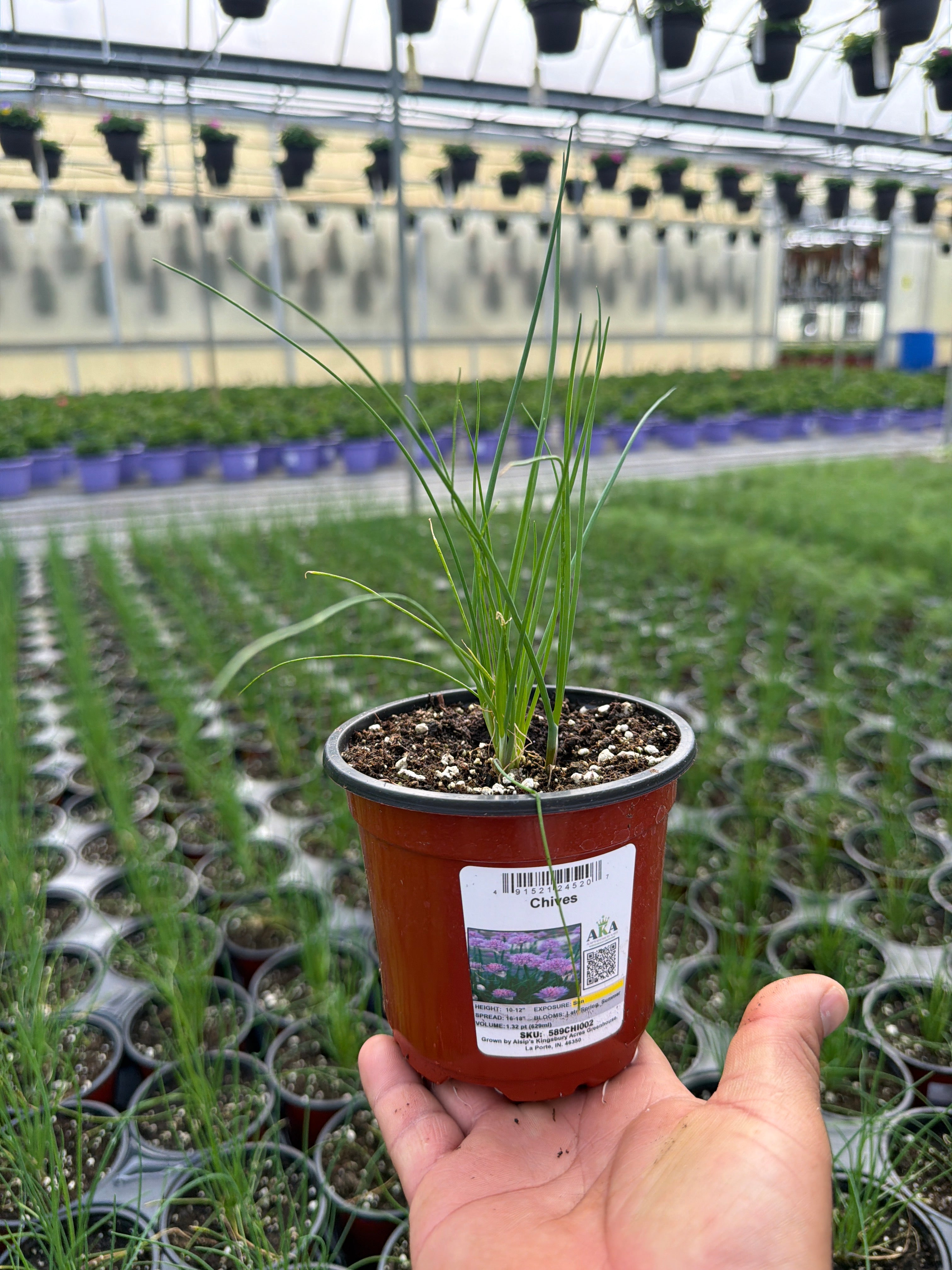 Chives - 4.33" Potted Herb