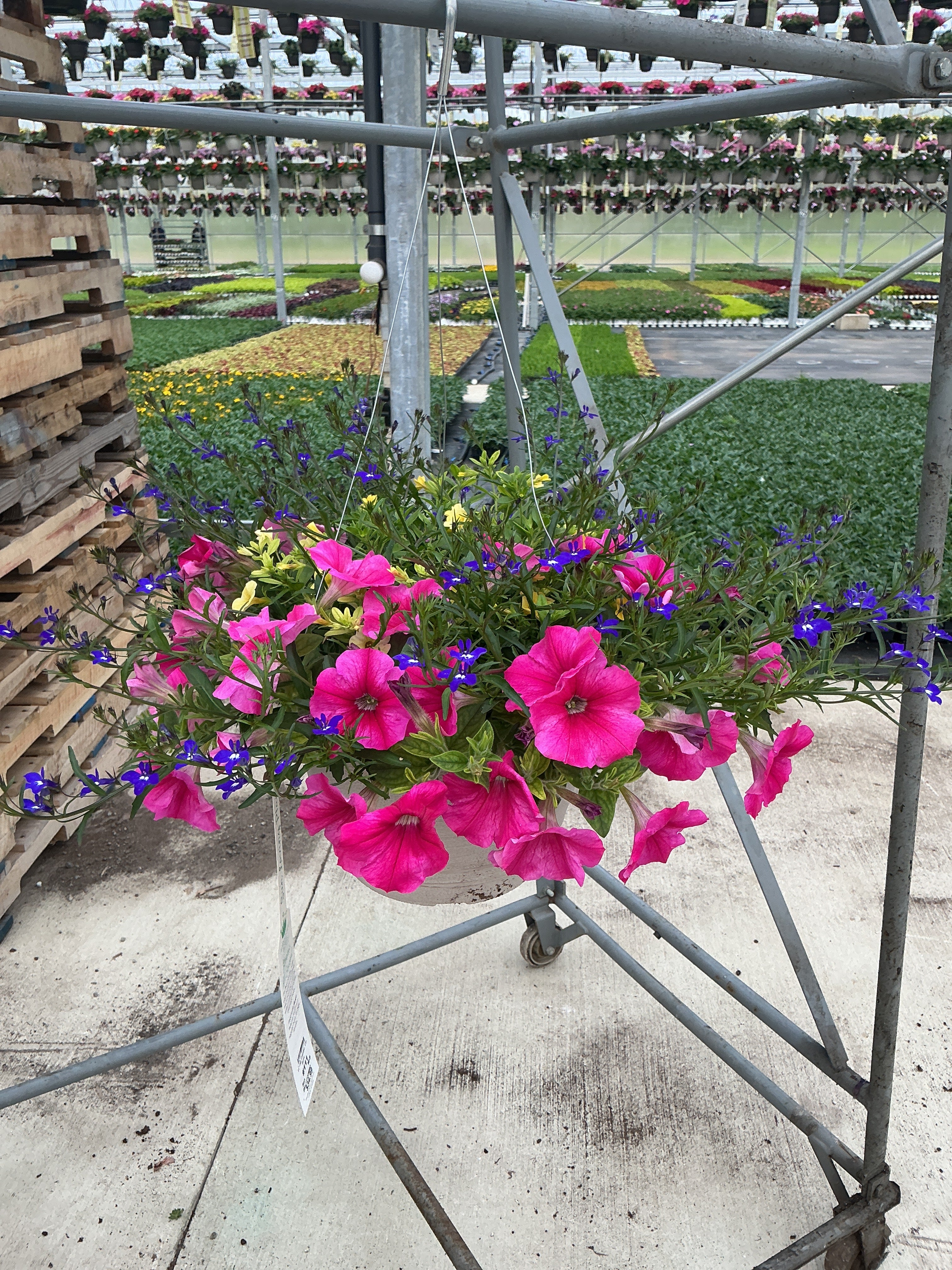 111 Lip Sync - 11" Hanging Basket