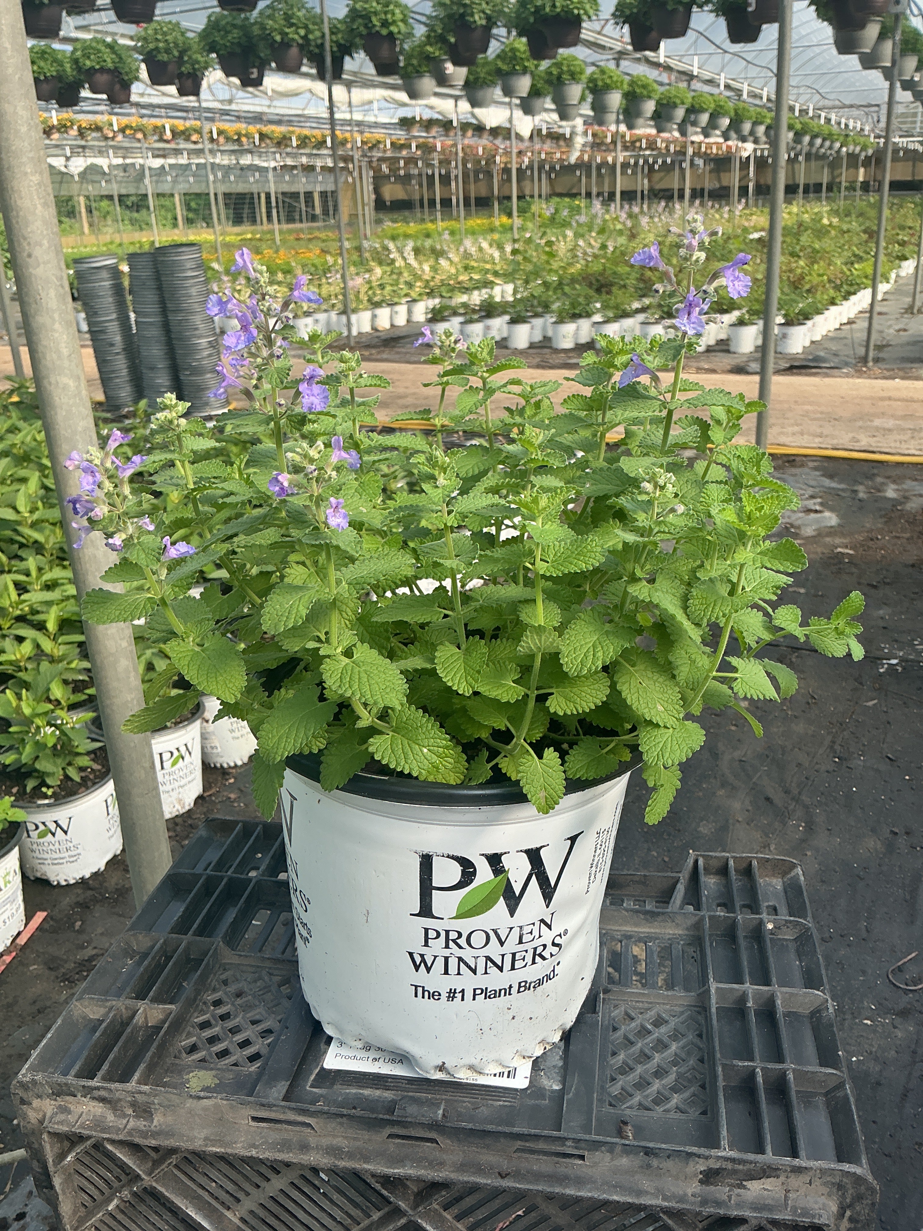 Nepeta Catmint Catwalk Queen