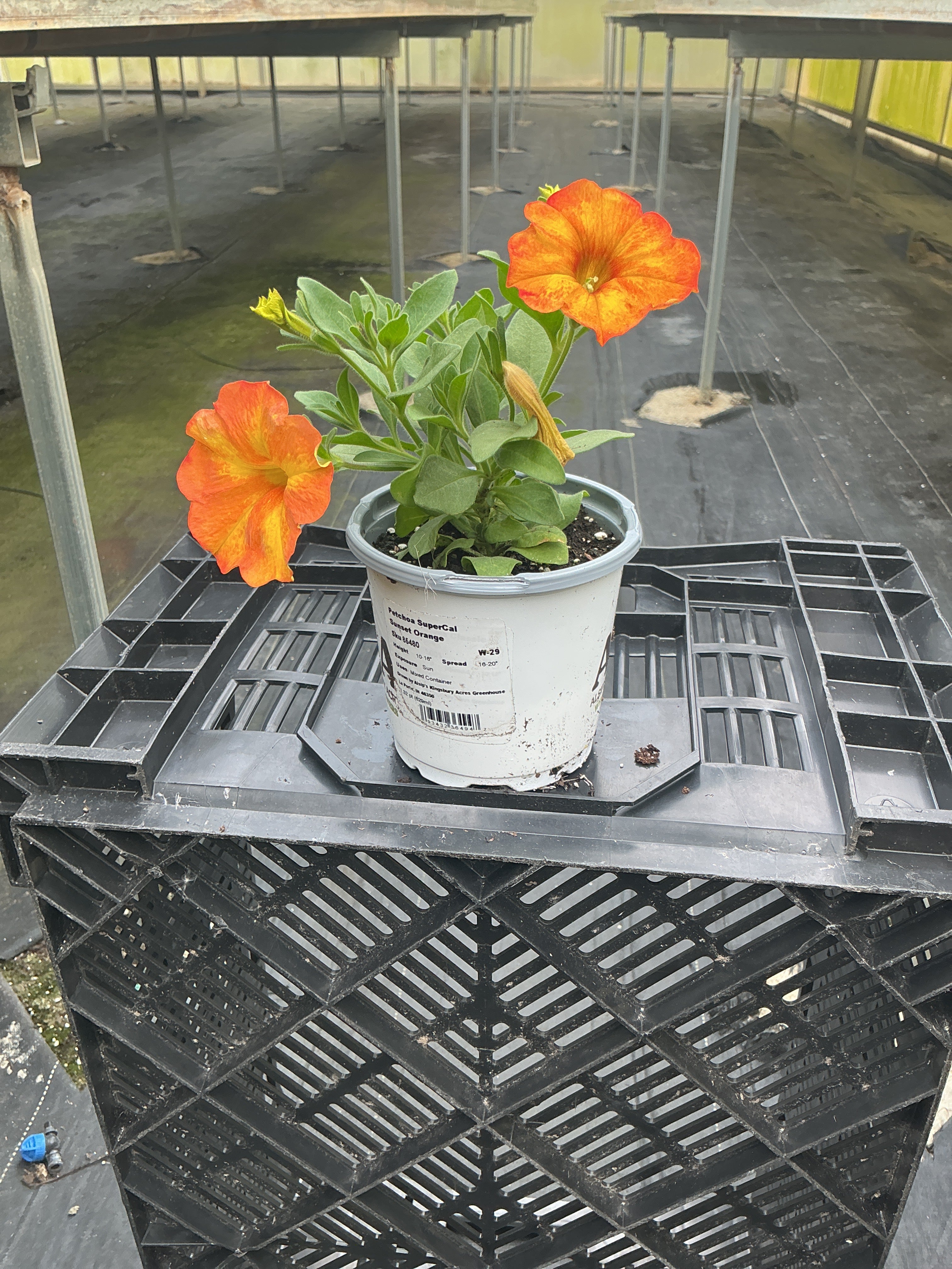 SuperCal Premium Sunset Orange Petchoa - 4.33" Premium Annual