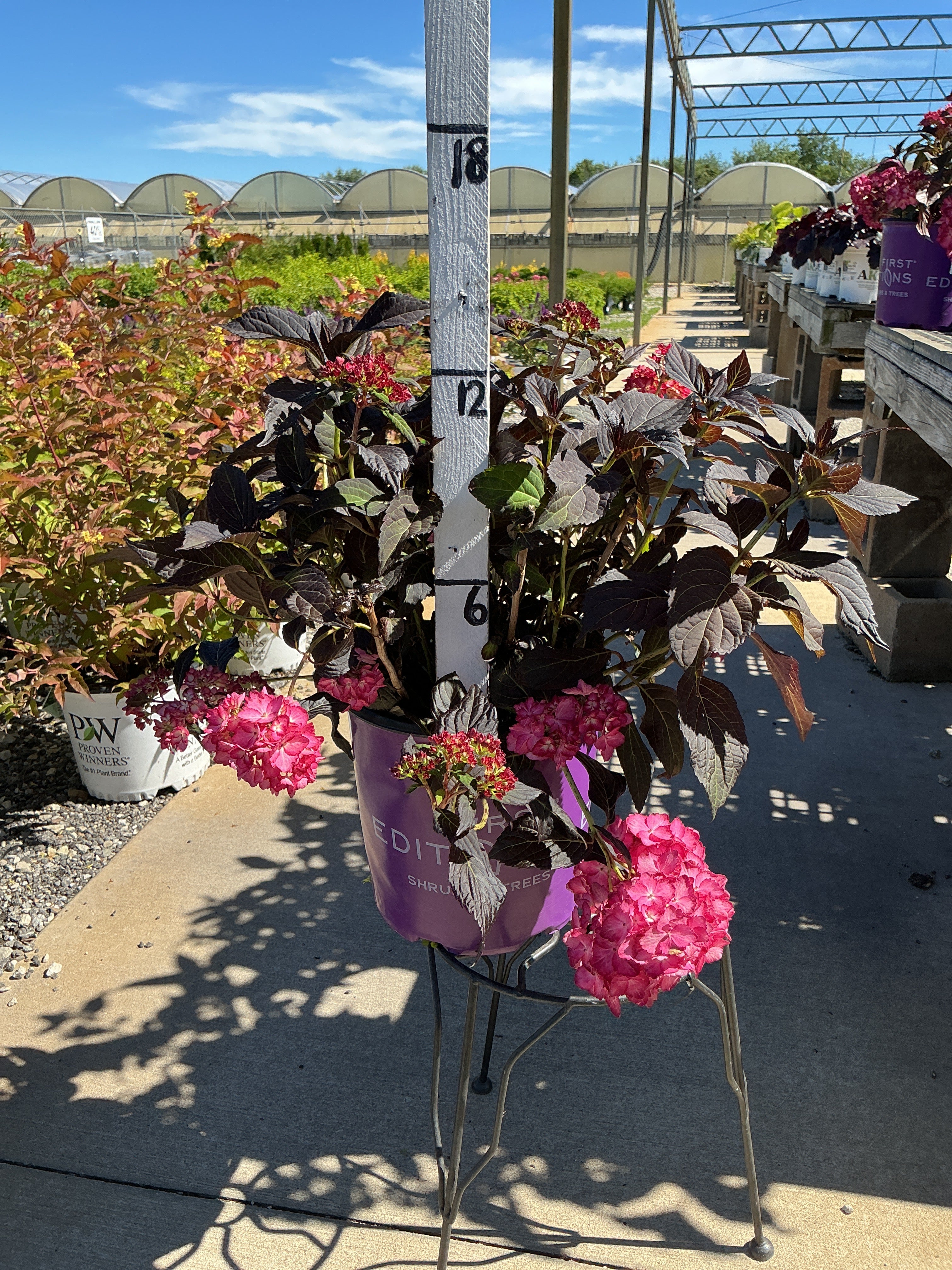 Hydrangea Eclipse