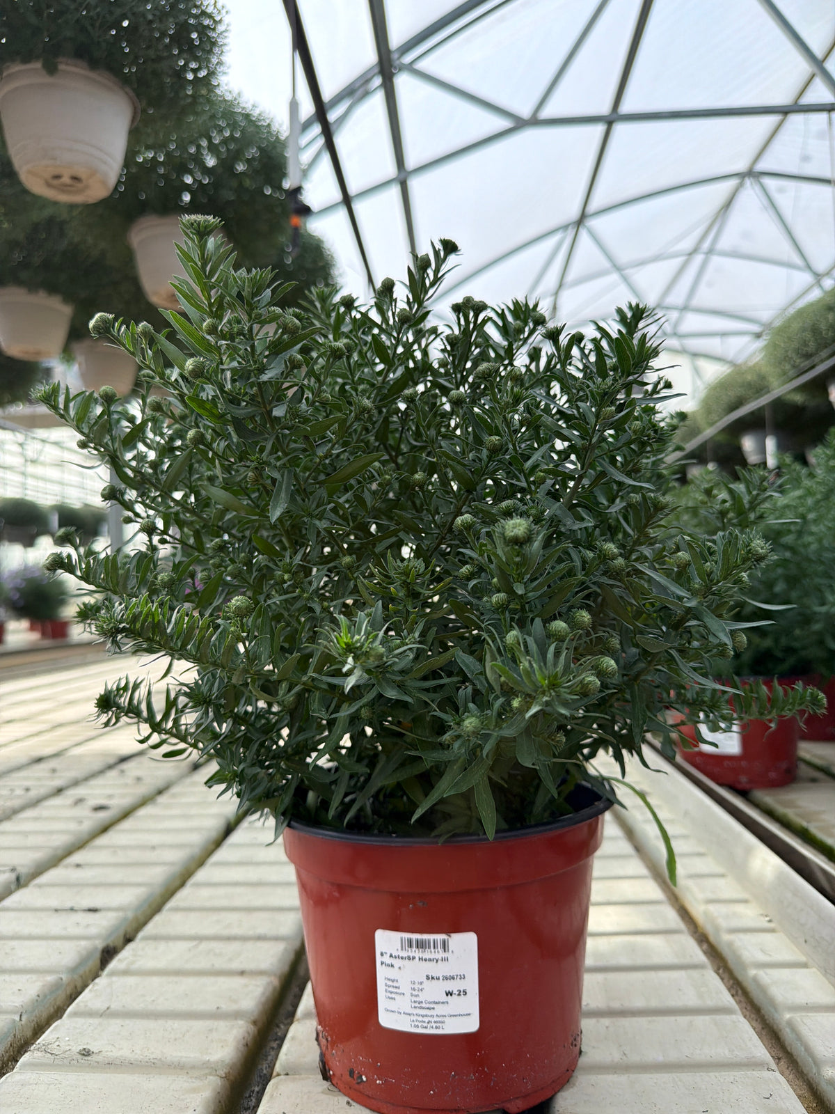 Henry III Purple Aster - 8" Fall Asters