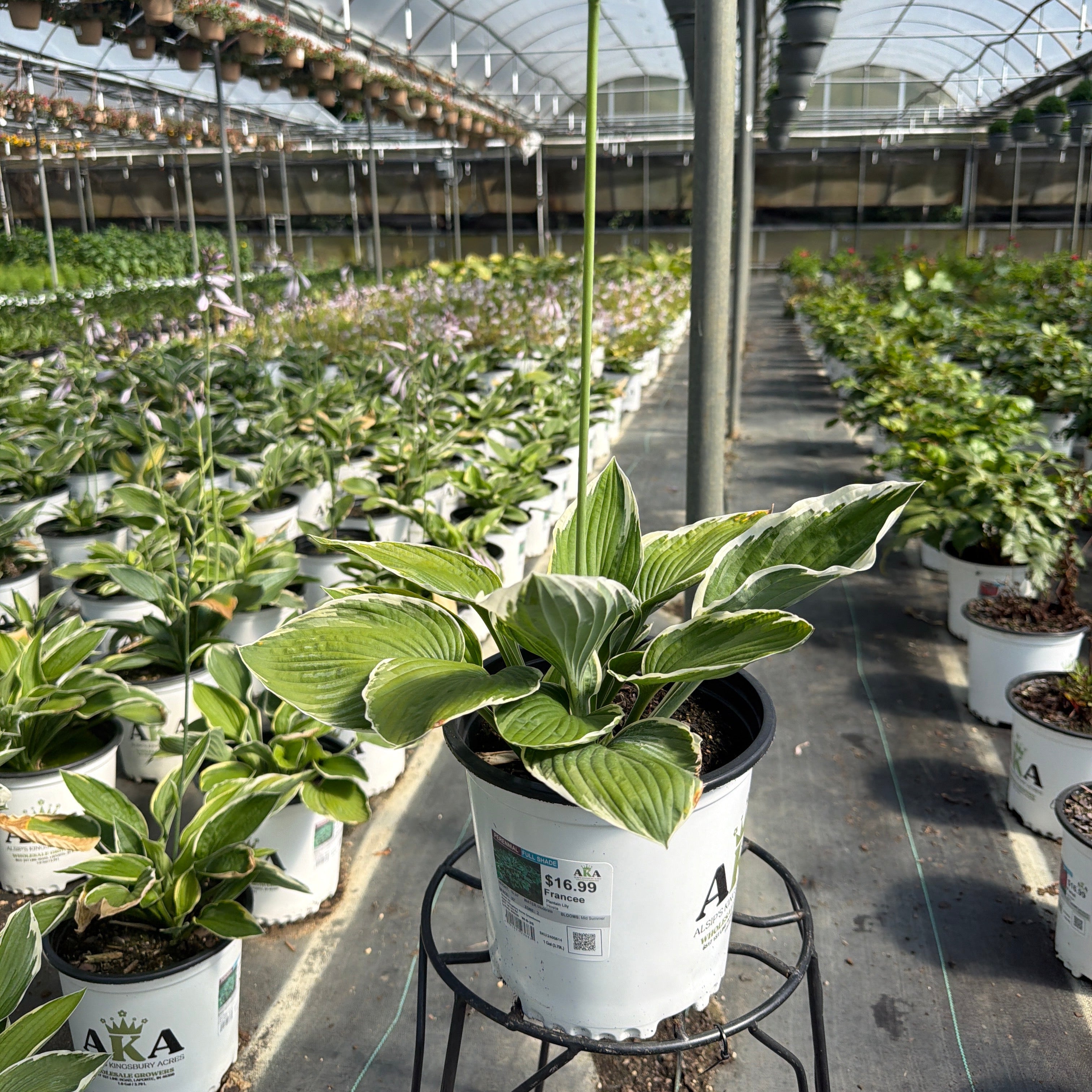 Hosta Plantain Lily Francee