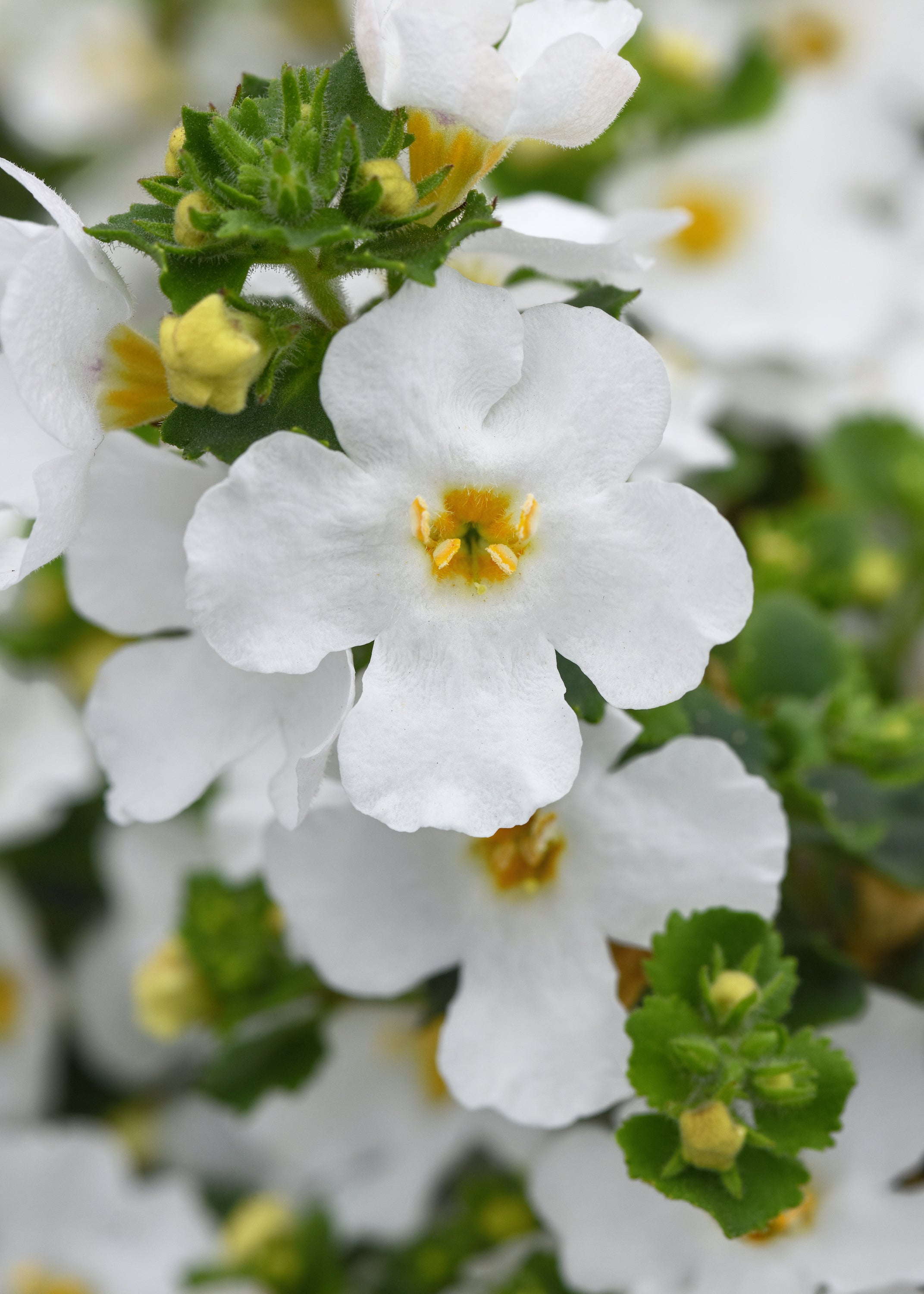 Bacopa Versa White - 4.33" Premium Annual