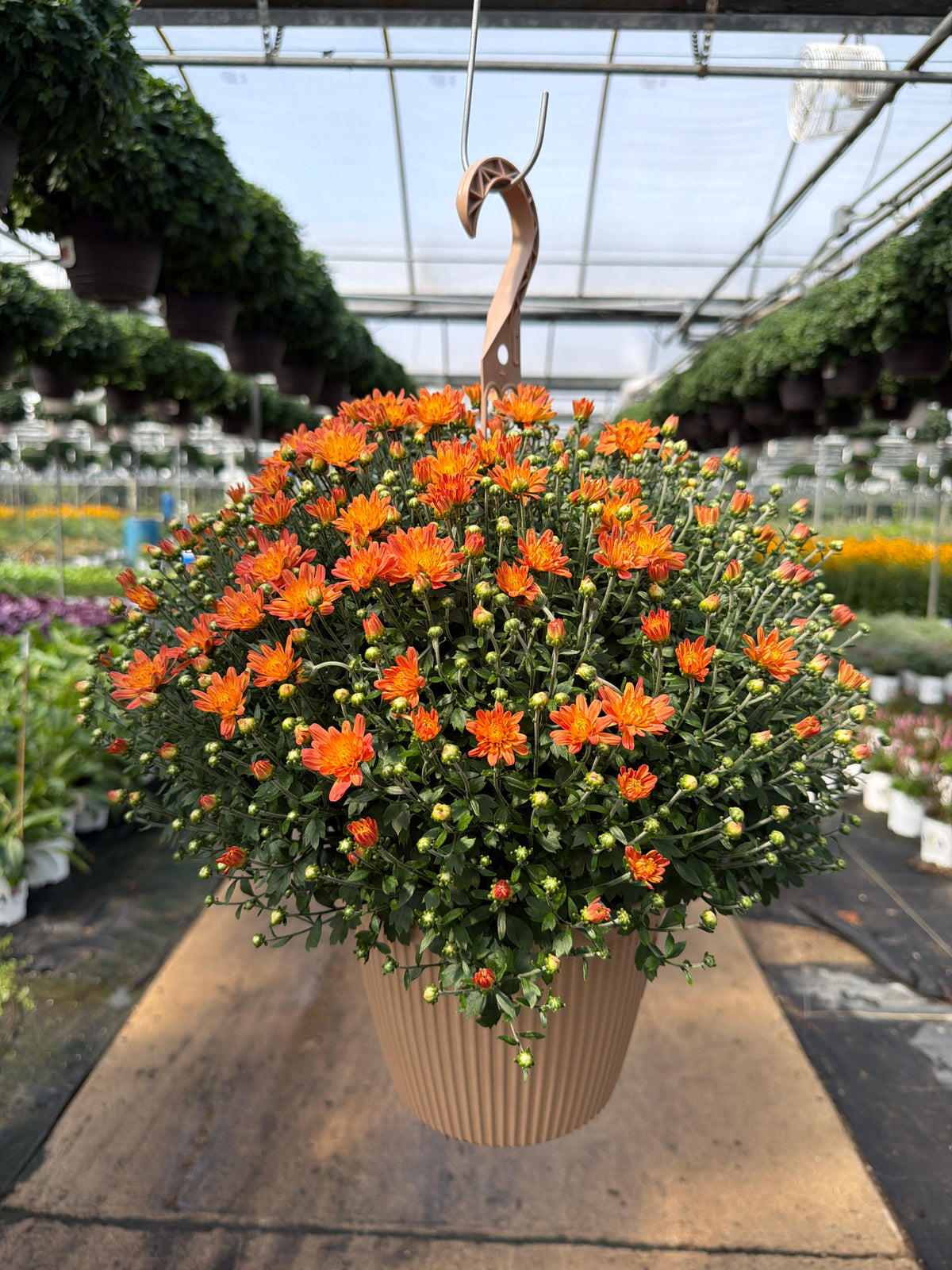 Jacqueline Orange Fusion - 8" Garden Mum Hanging Basket