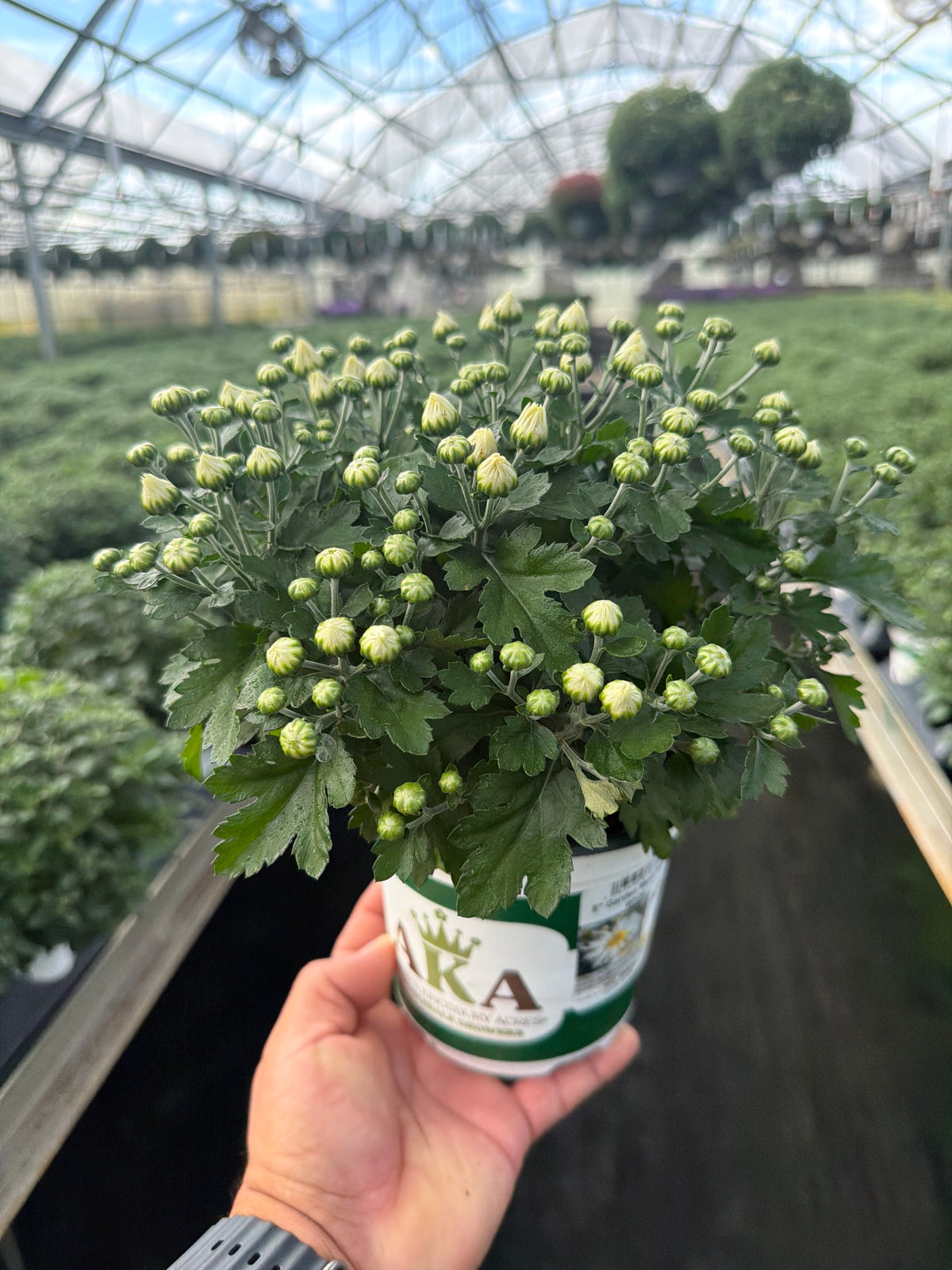 Edith White - 5" Potted Garden Mum