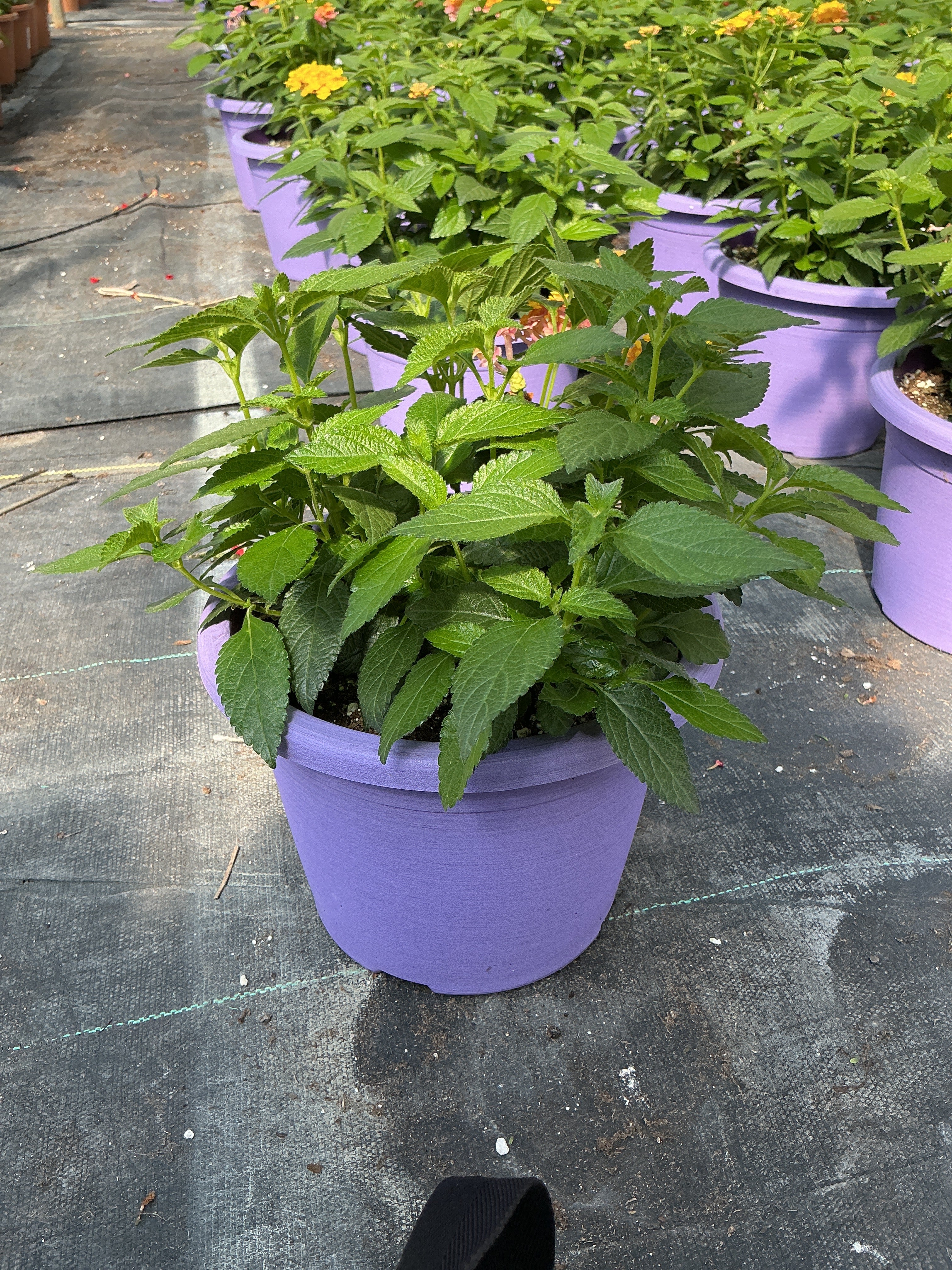 Lantana Shamrock Rose Gold - 8" Planter