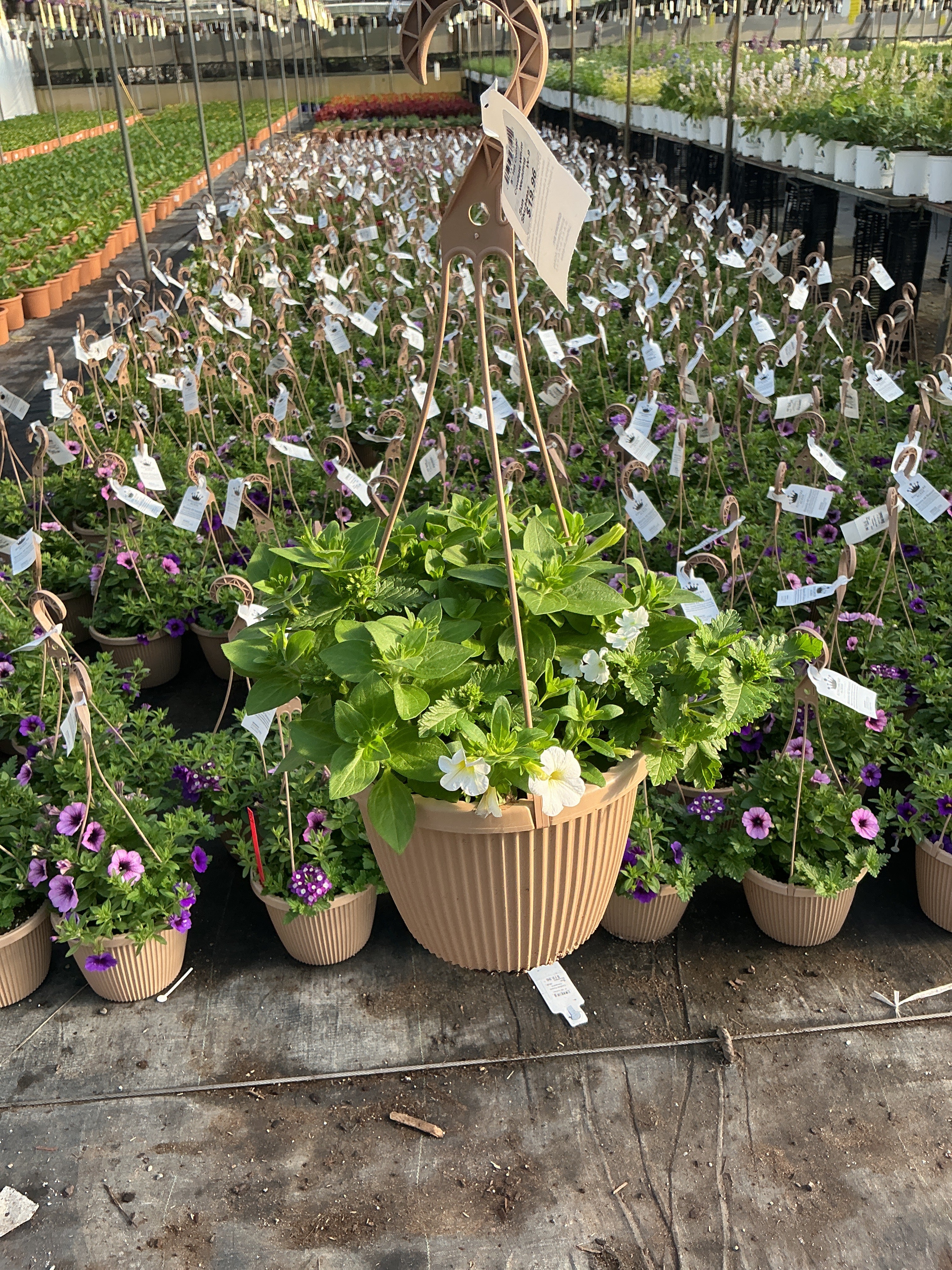 Confetti White Wedding - 8" Combination Hanging Basket