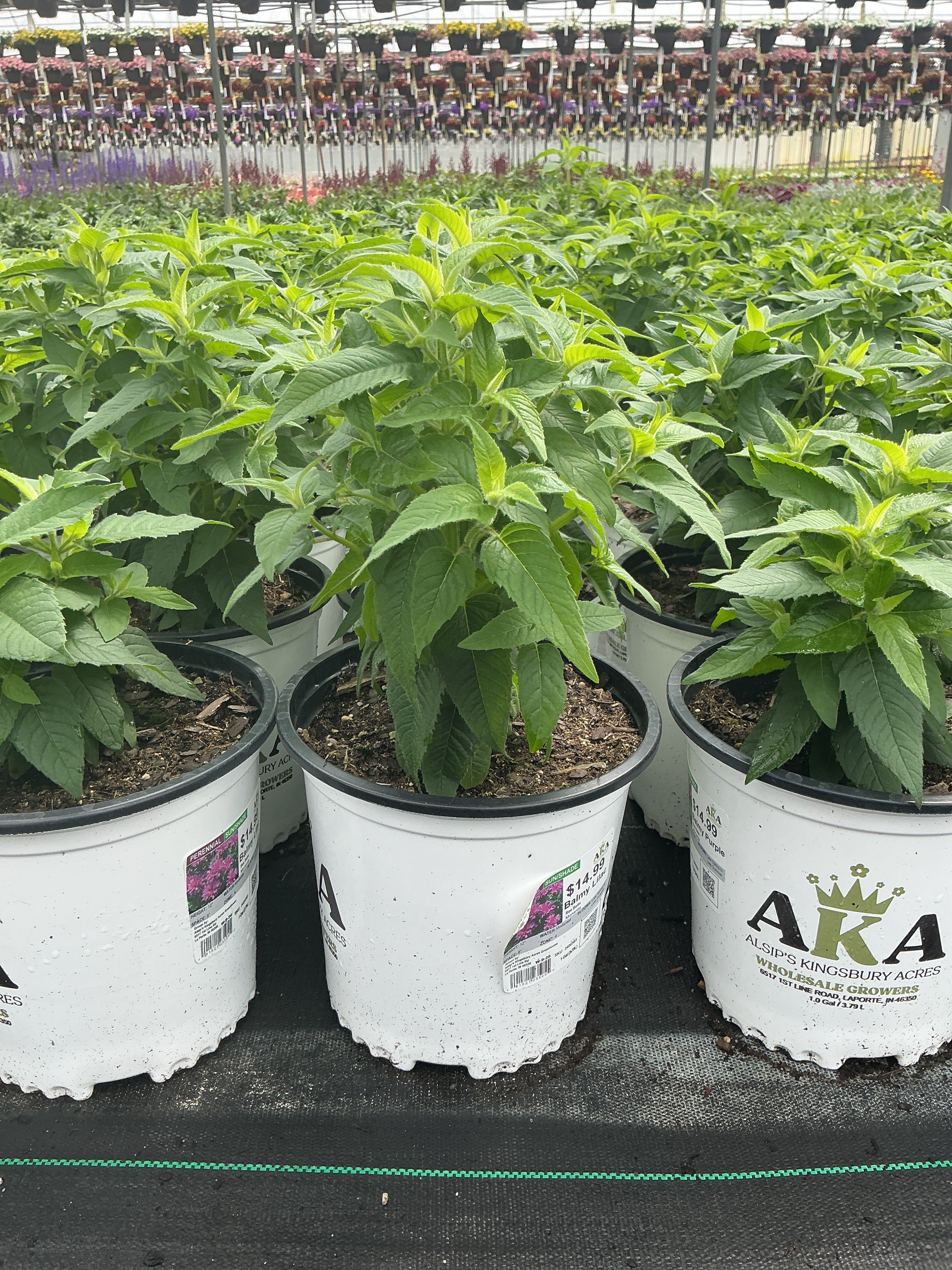 Monarda Bee Balm Balmy Lilac