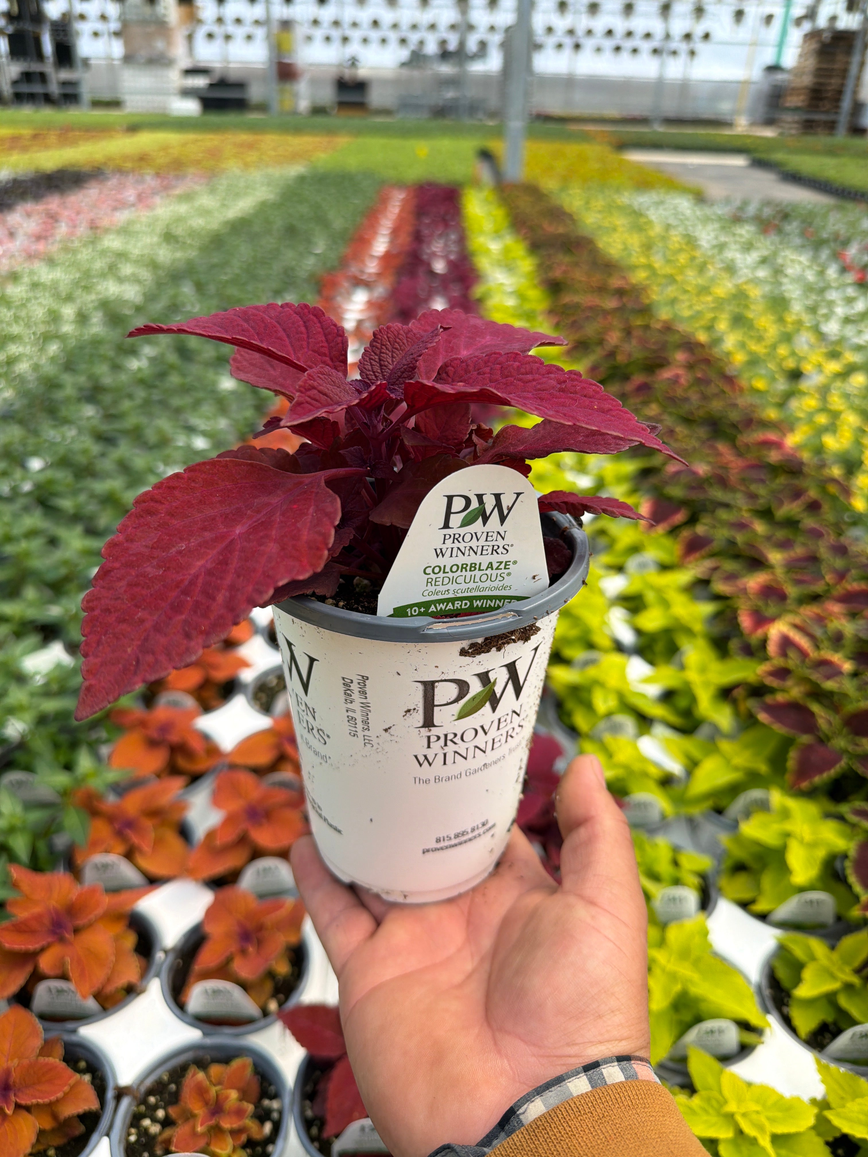 Coleus Colorblaze Rediculous - 4.25" Proven Winners Annual