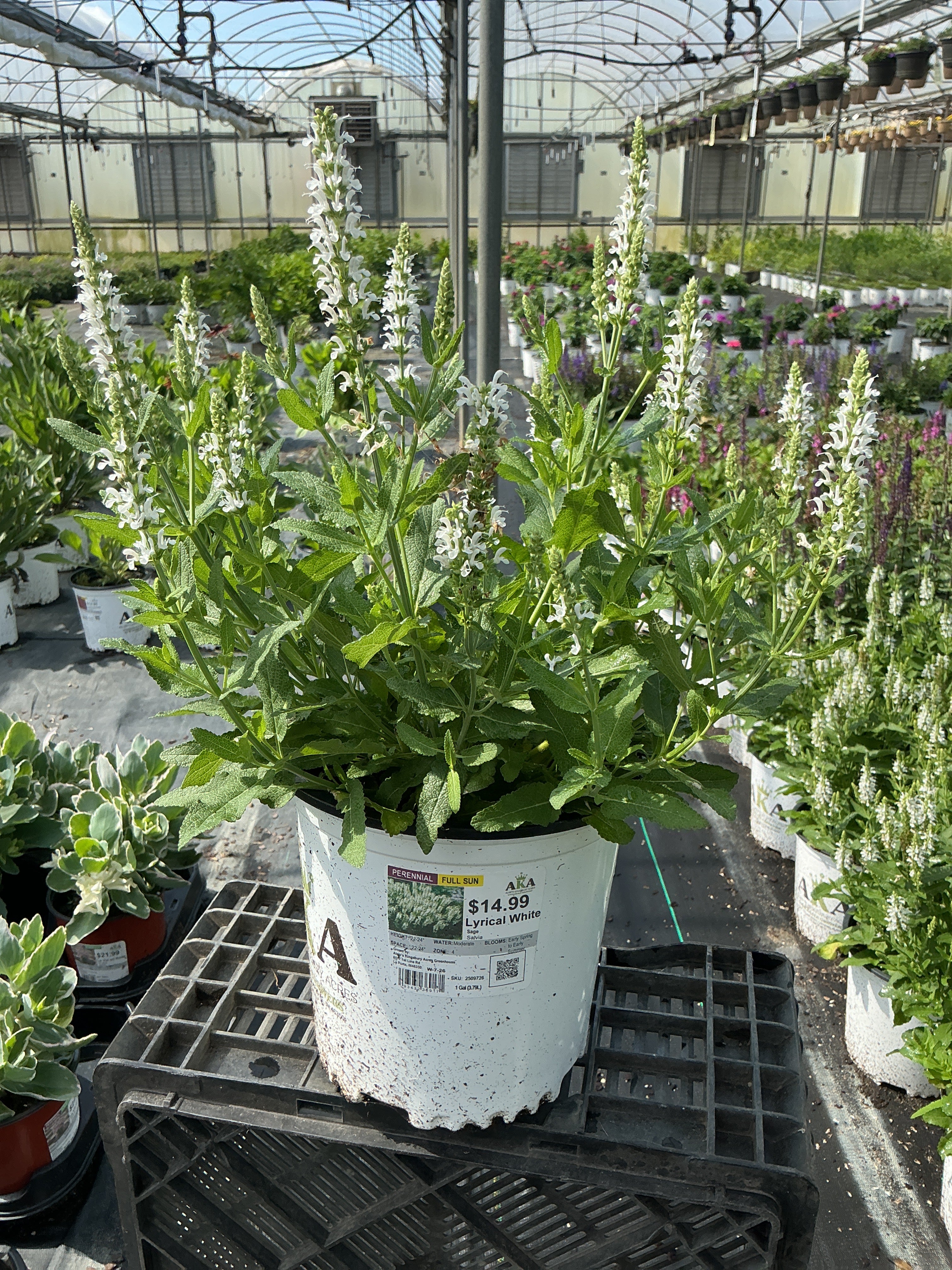 Salvia Sage Lyrical White