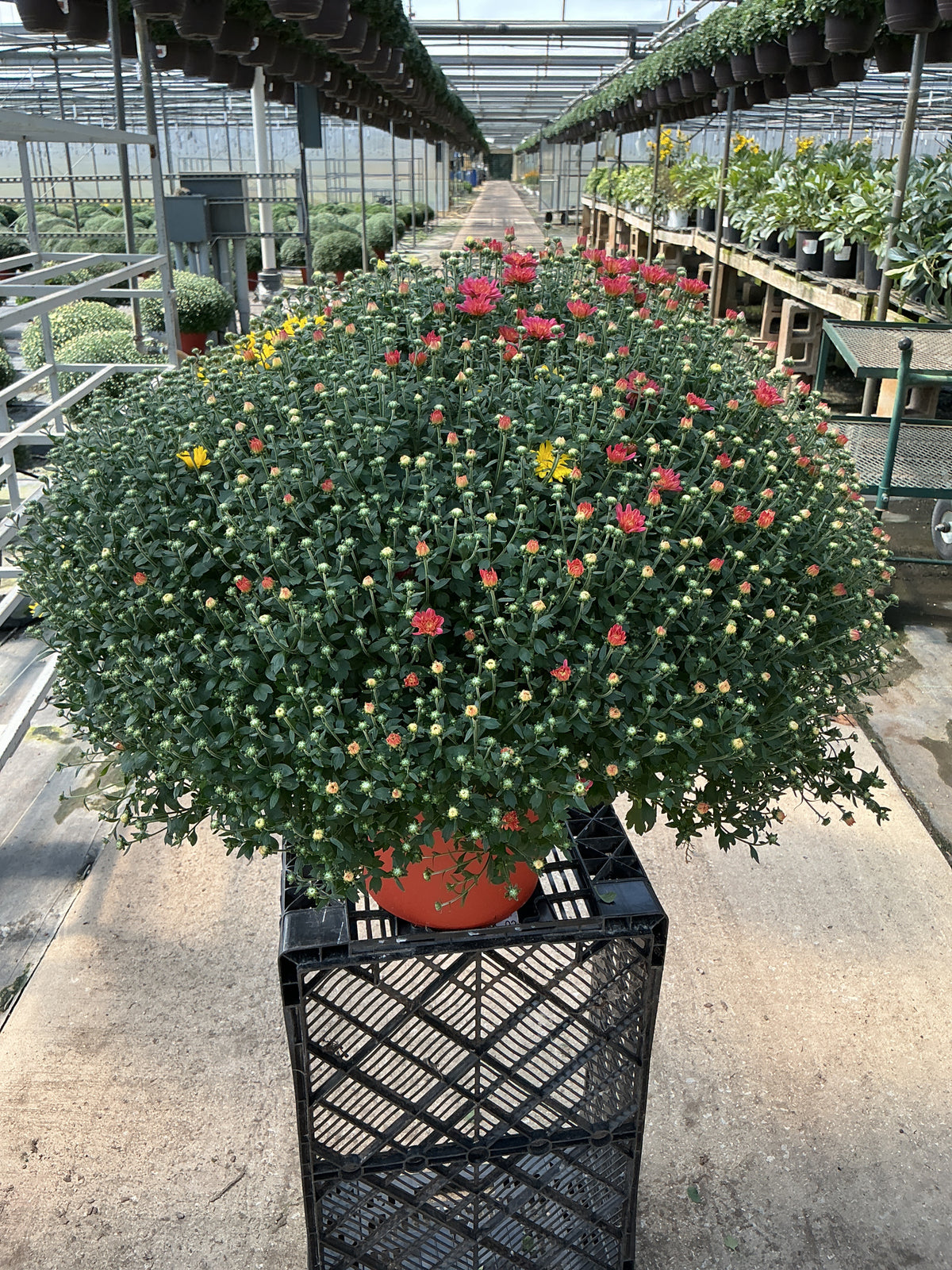 Jacqueline Tricolor (Mix 3) - 12" Deco Pot Garden Mum