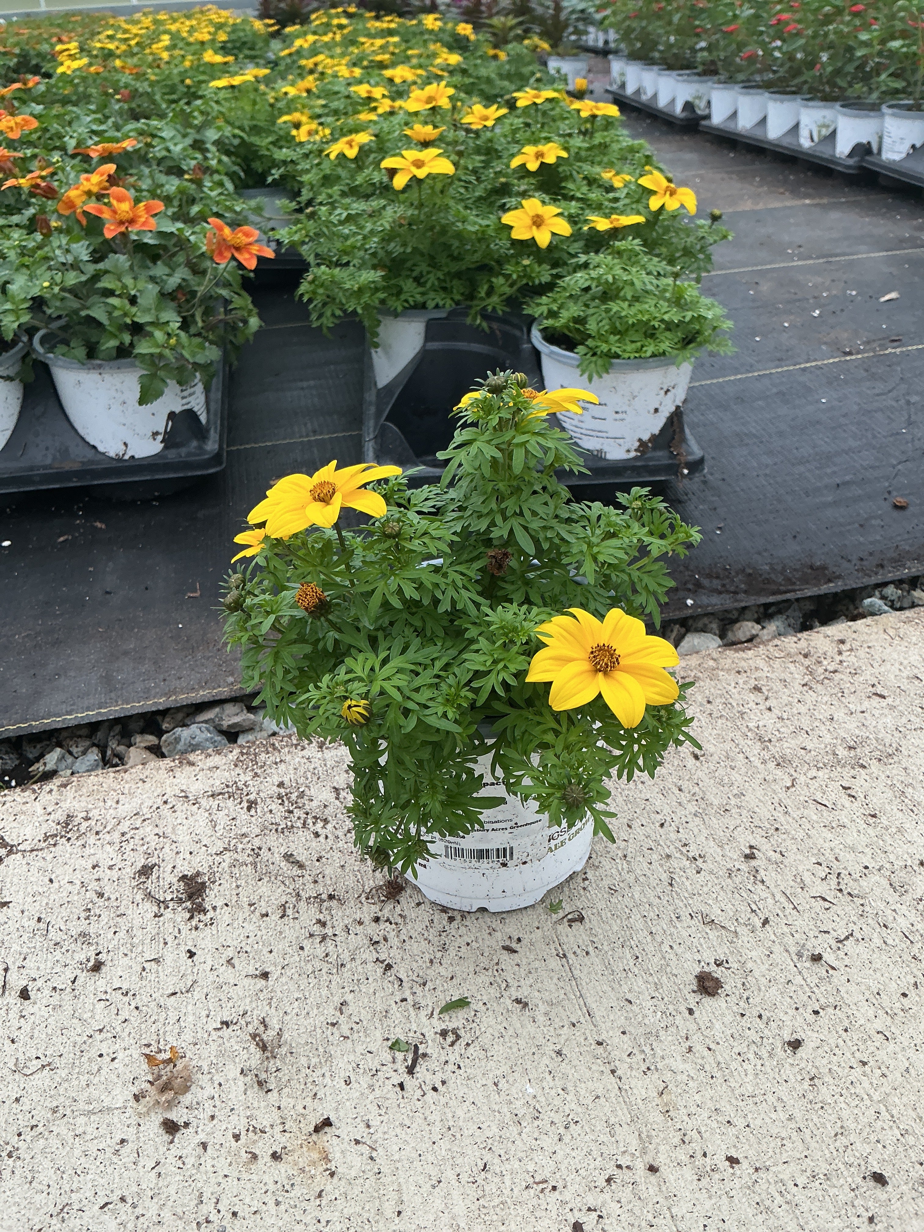 Bidens Sun Drop Compact - 4.33" Premium Annual