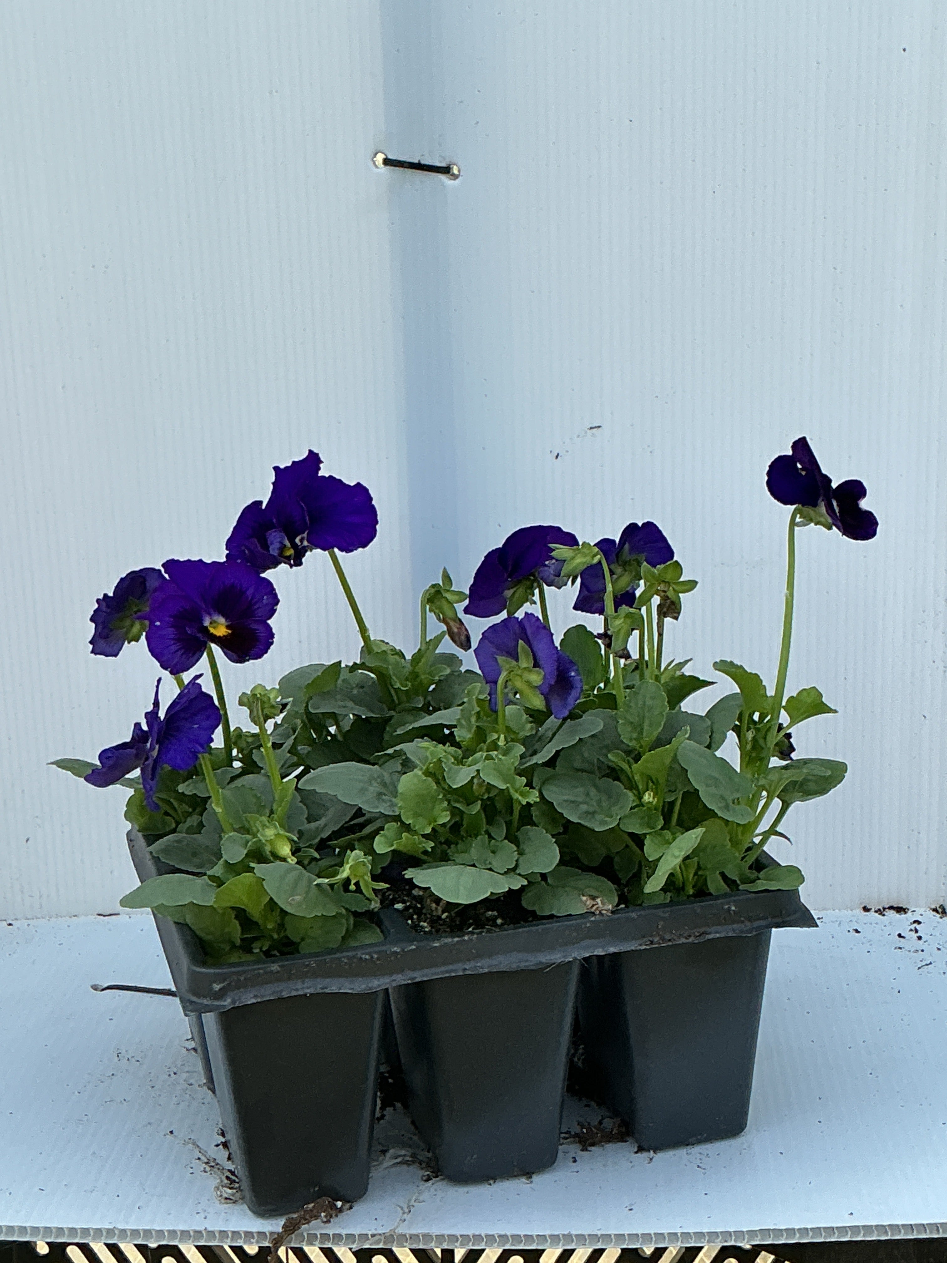 Pansy Delta Pro Deep Blue Blotch - 6 Pack Annual