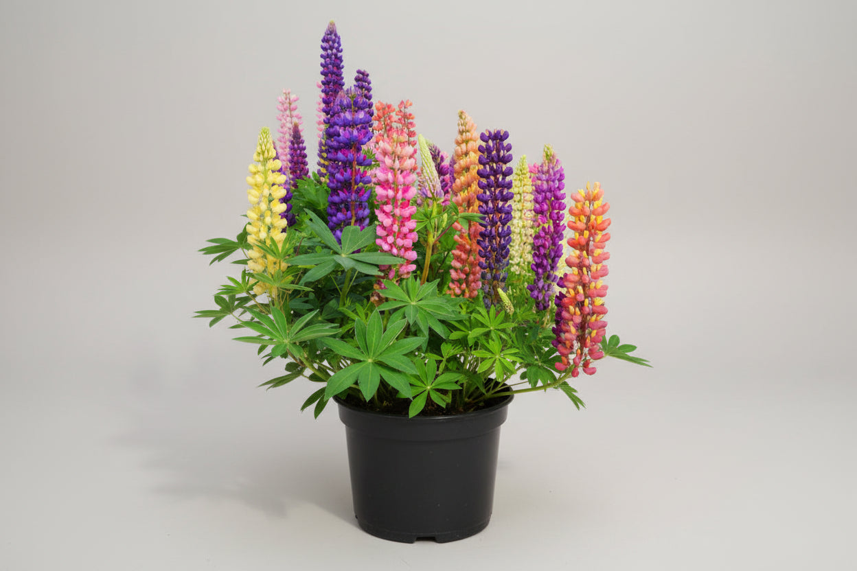 Lupinus Lupine Tutti Fruittie Mix