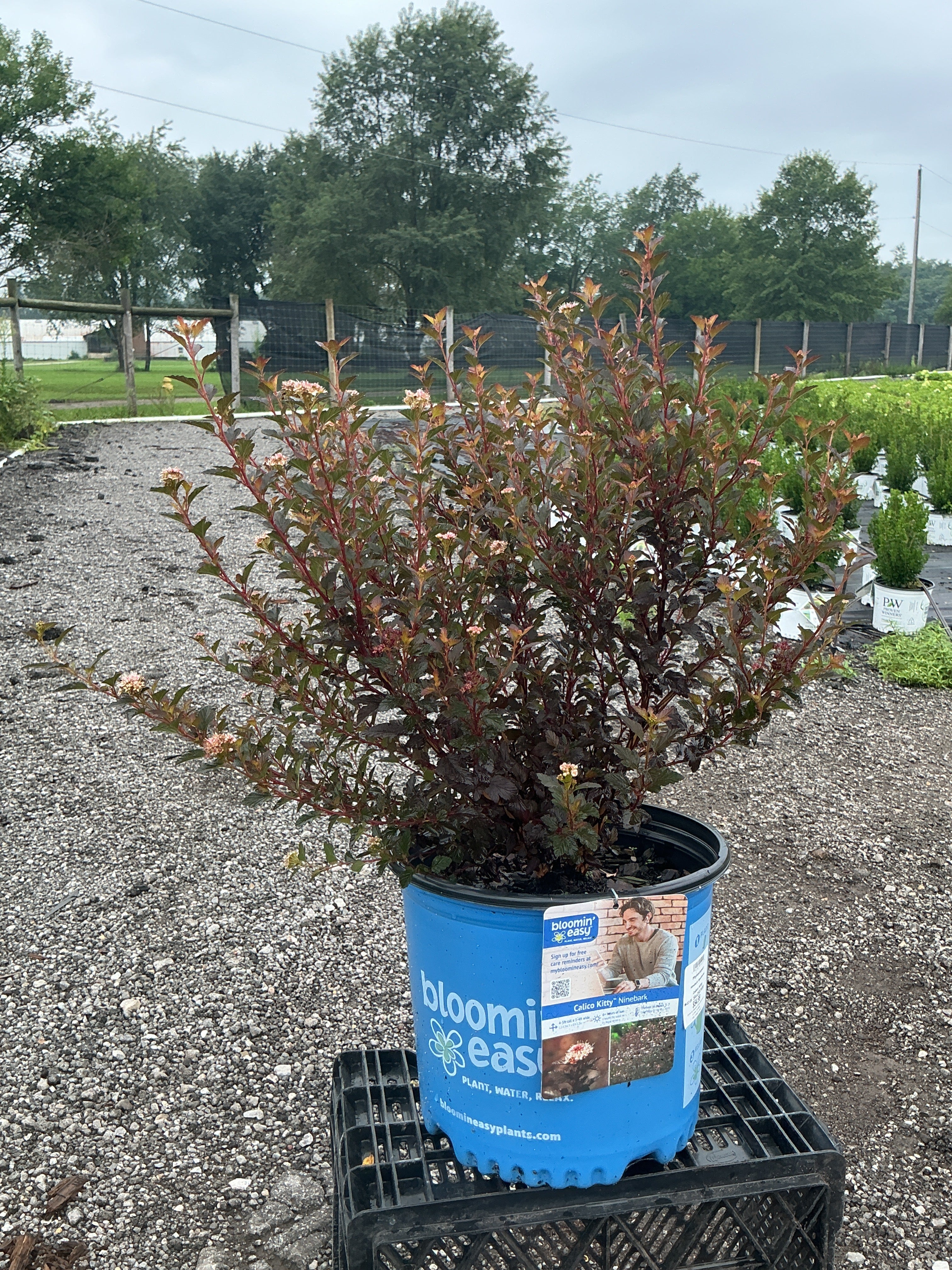 Physocarpus Ninebark Calico Kitty