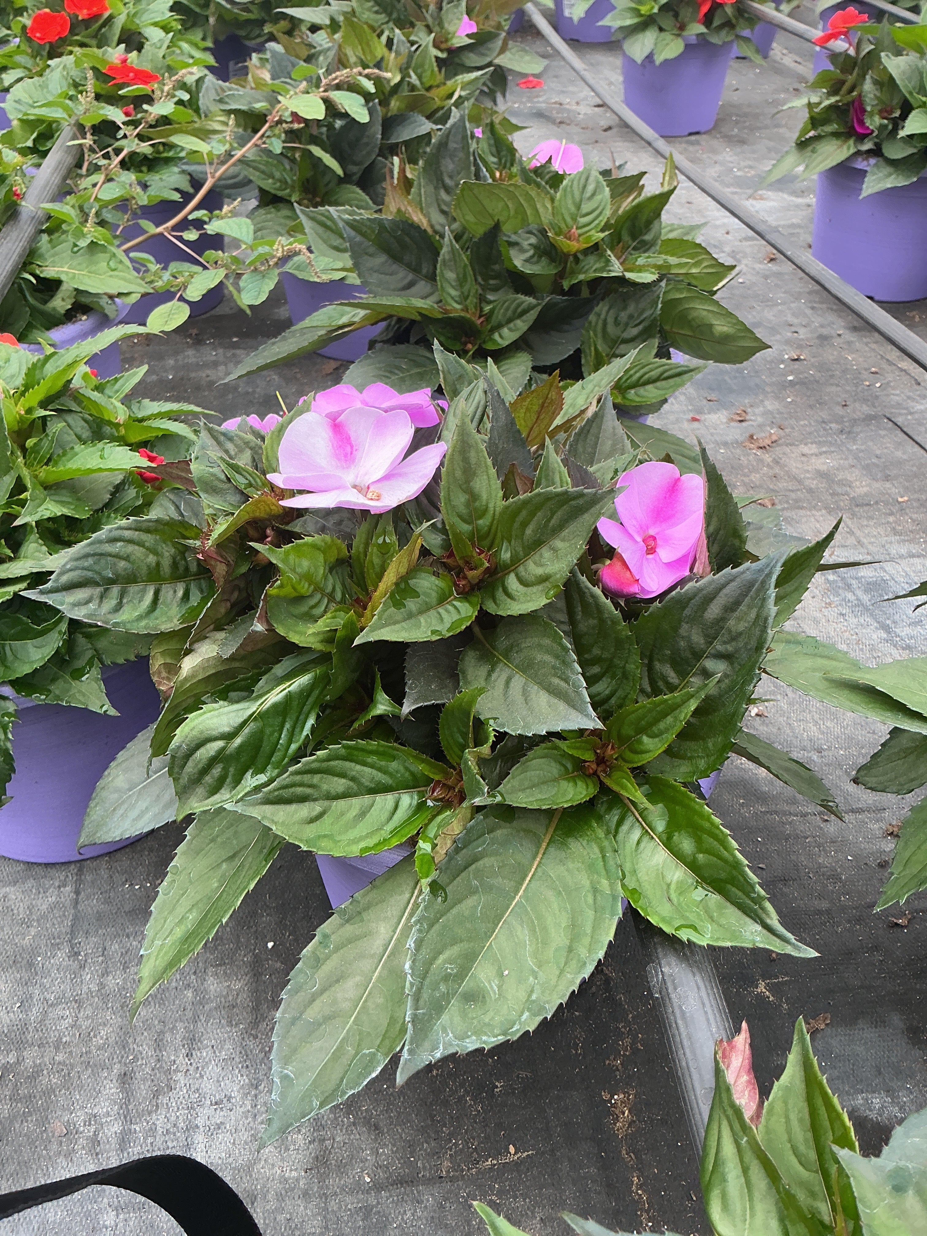 Sunpatiens Lavender Splash - 8" Planter