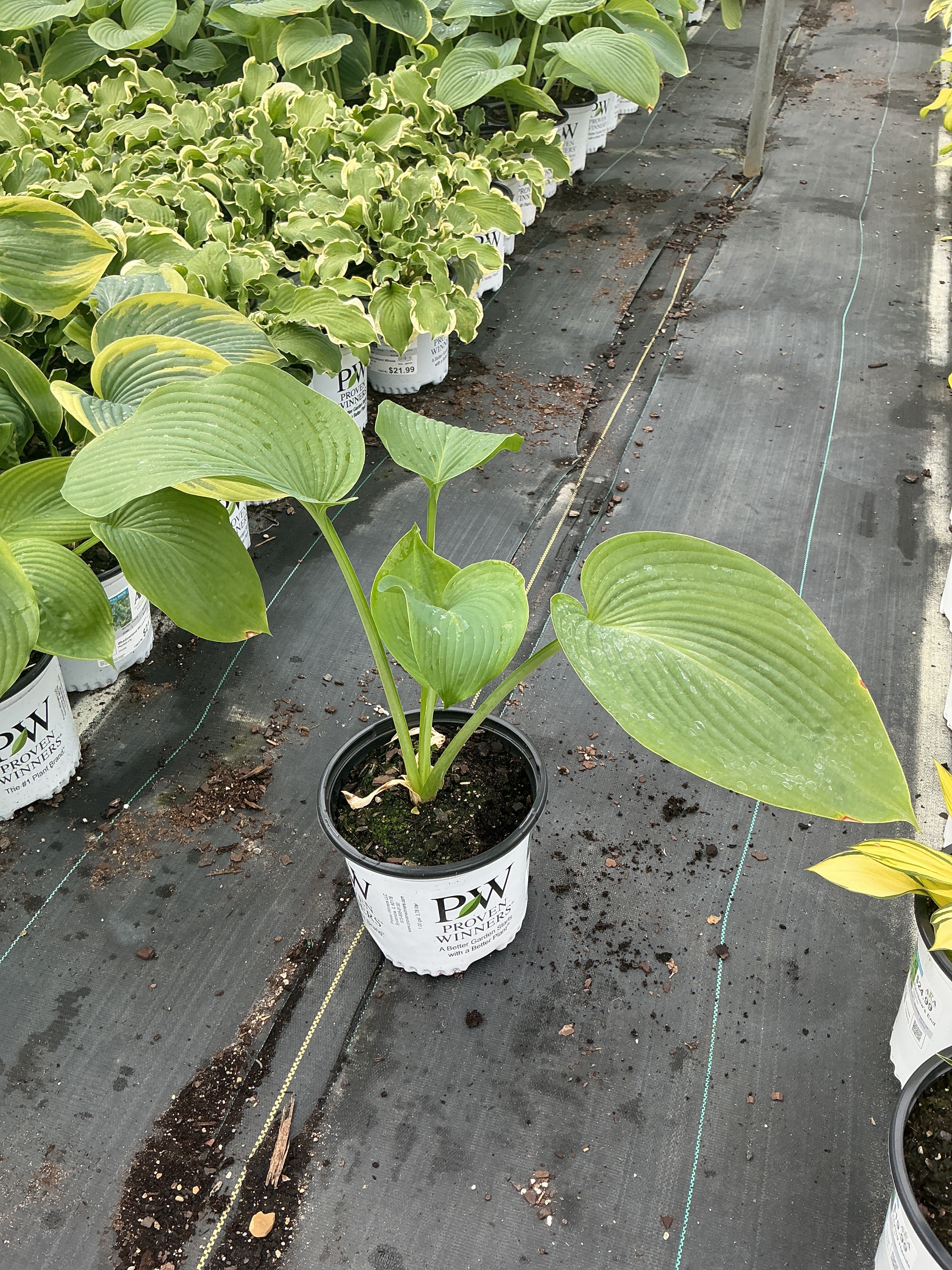 Hosta Plantain Lily Shadowland Wu-La-La