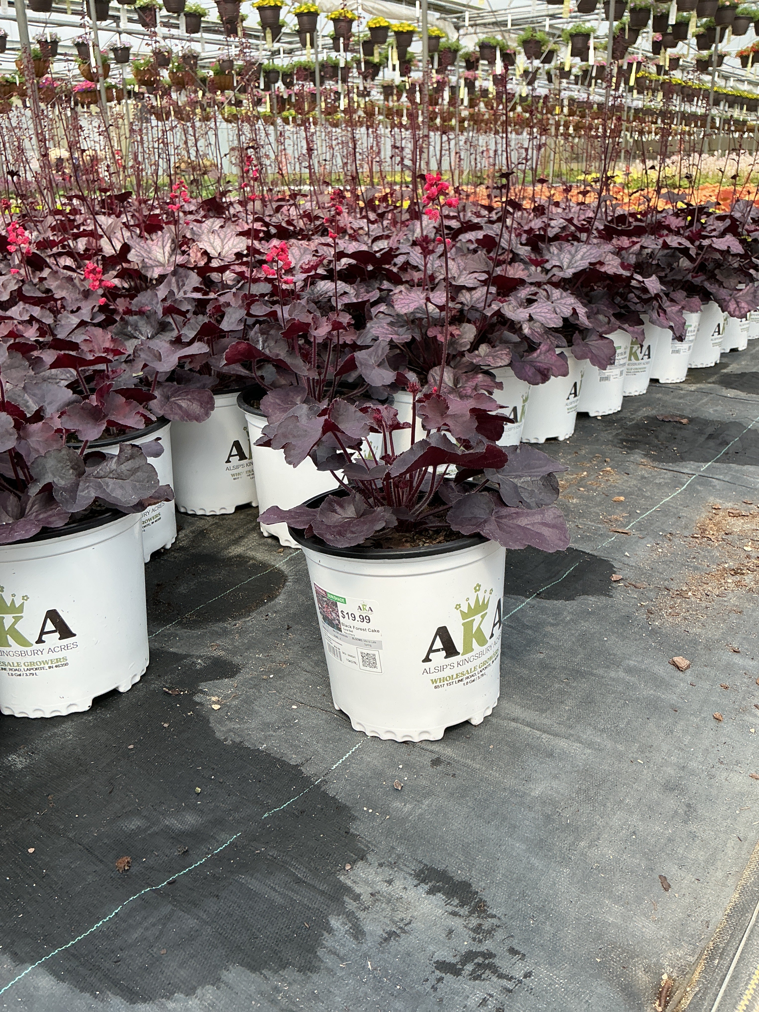 Heuchera Coral Bell Black Forest Cake