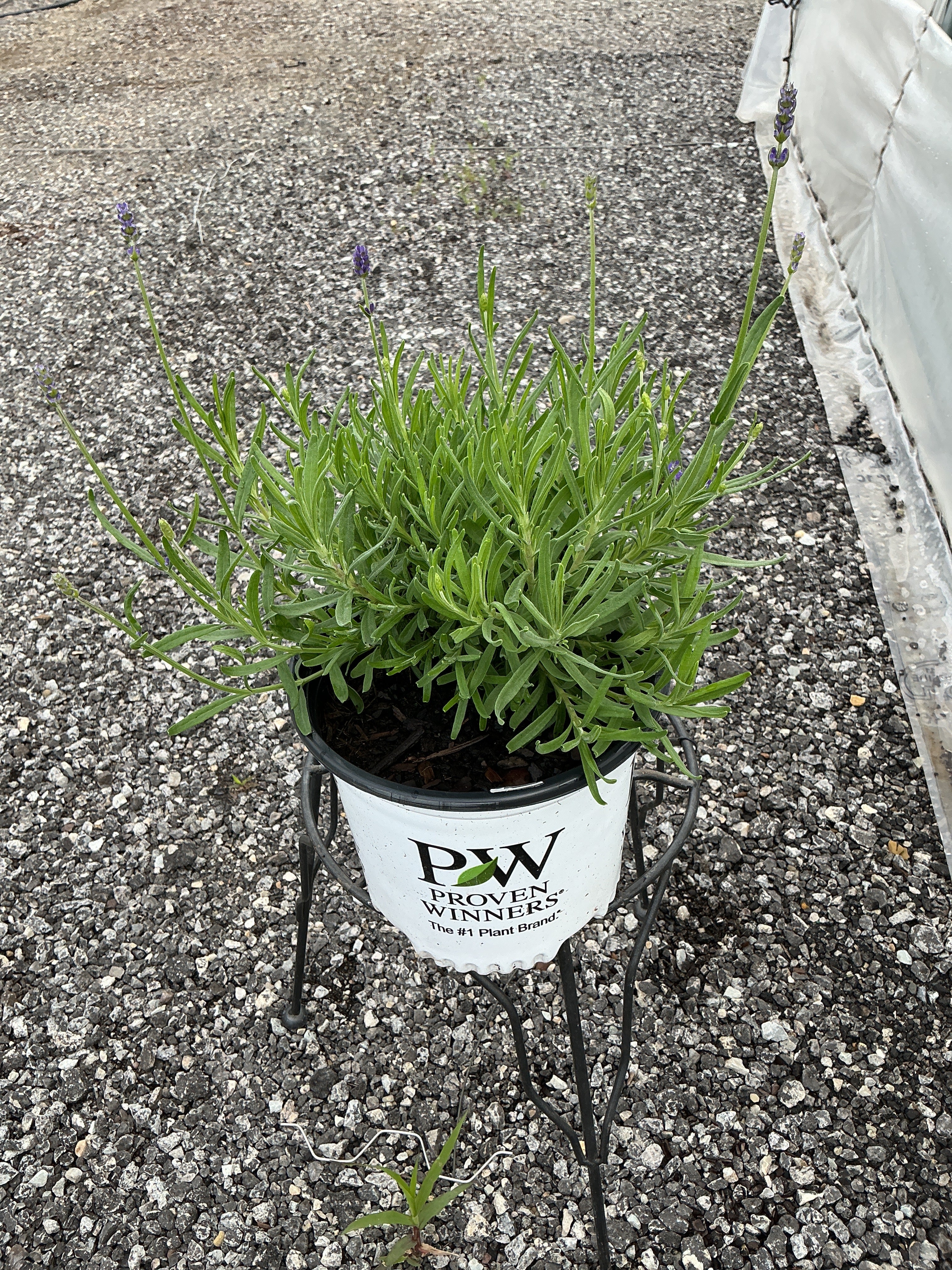 Lavandula Lavender Sweet Romance