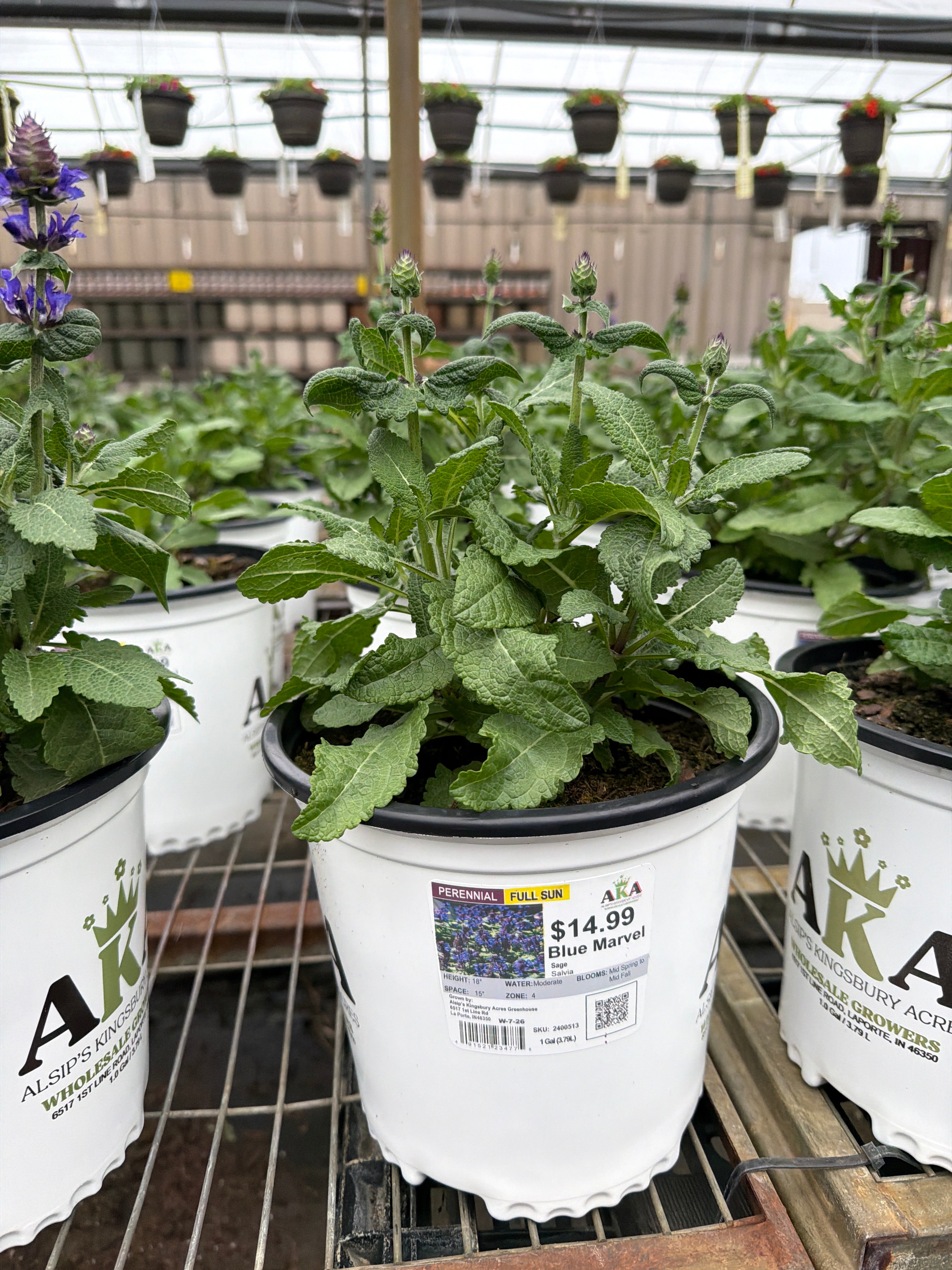 Salvia Sage Blue Marvel