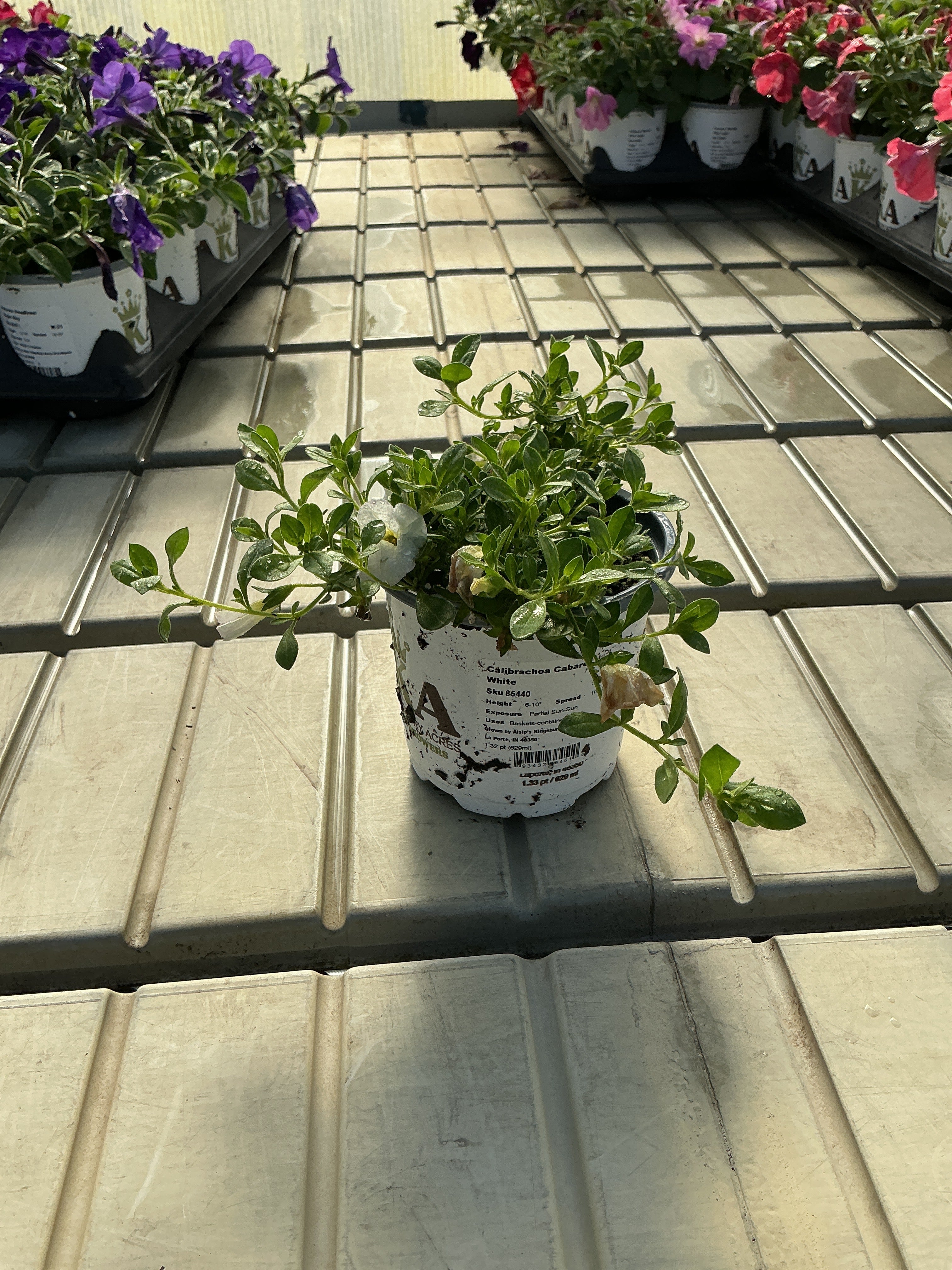 Calibrachoa Cabaret White - 4.33" Premium Annual