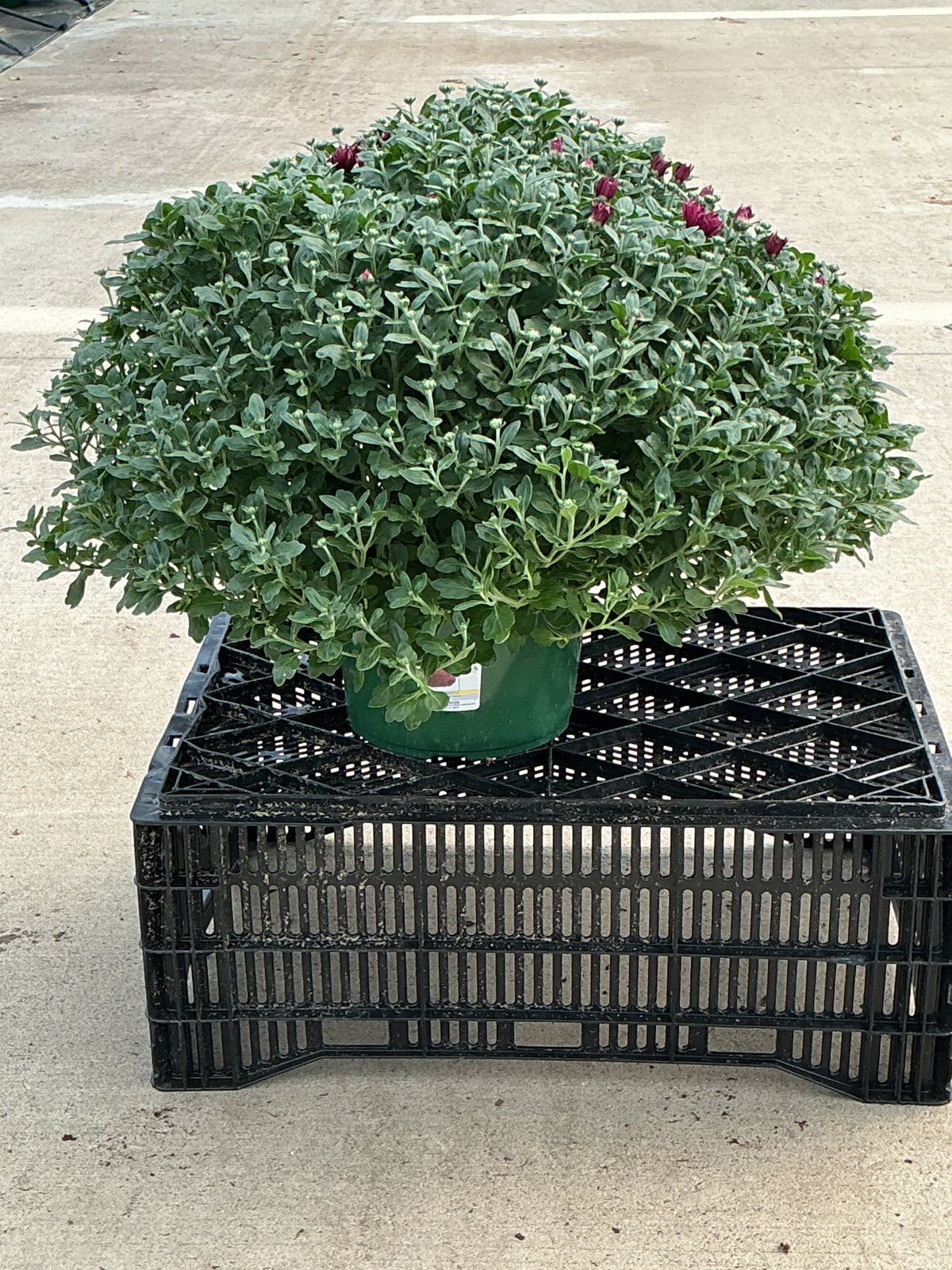 Lucky Purple - 9"x6" Potted Garden Mum