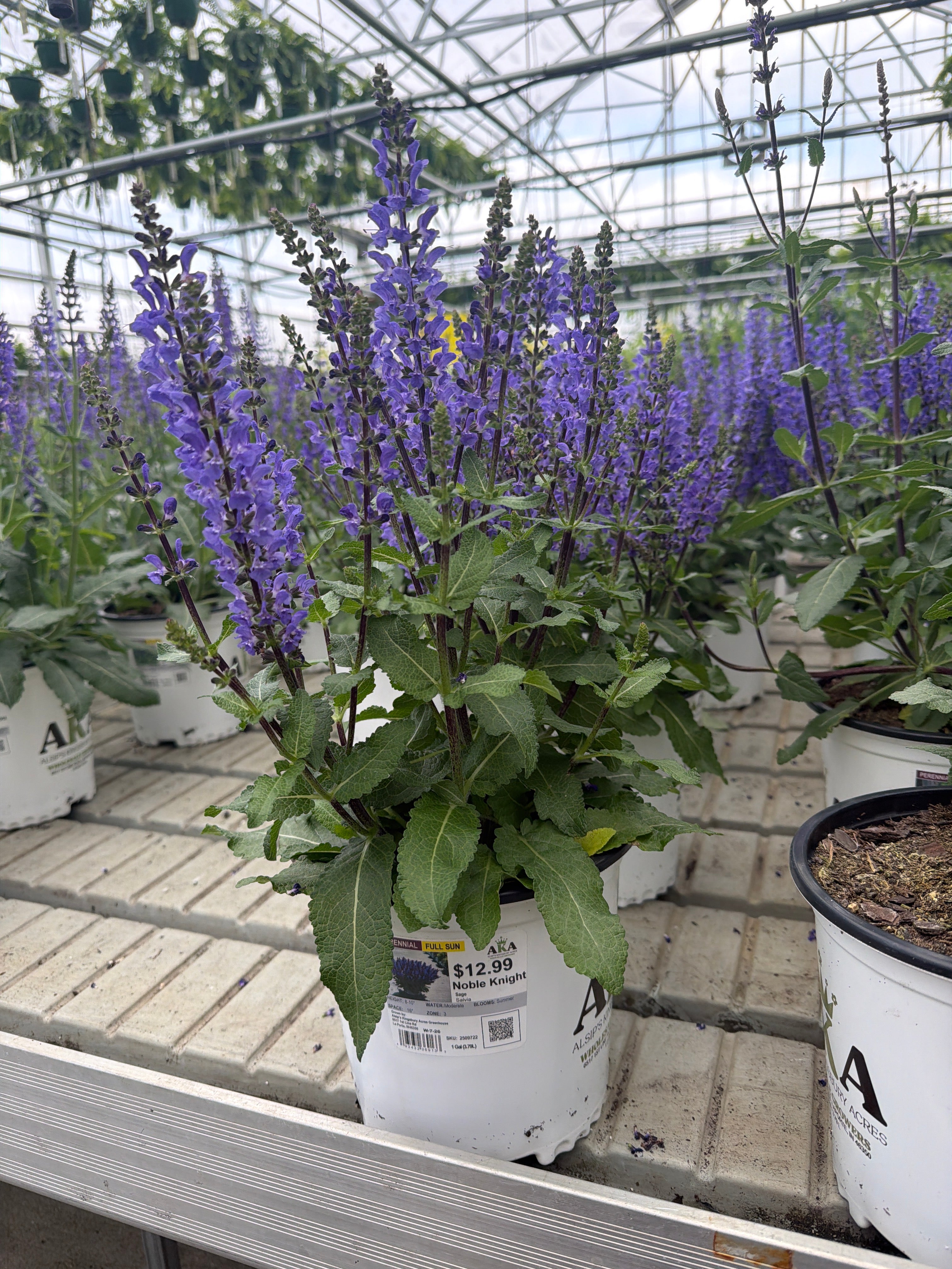 Salvia Sage Noble Knight