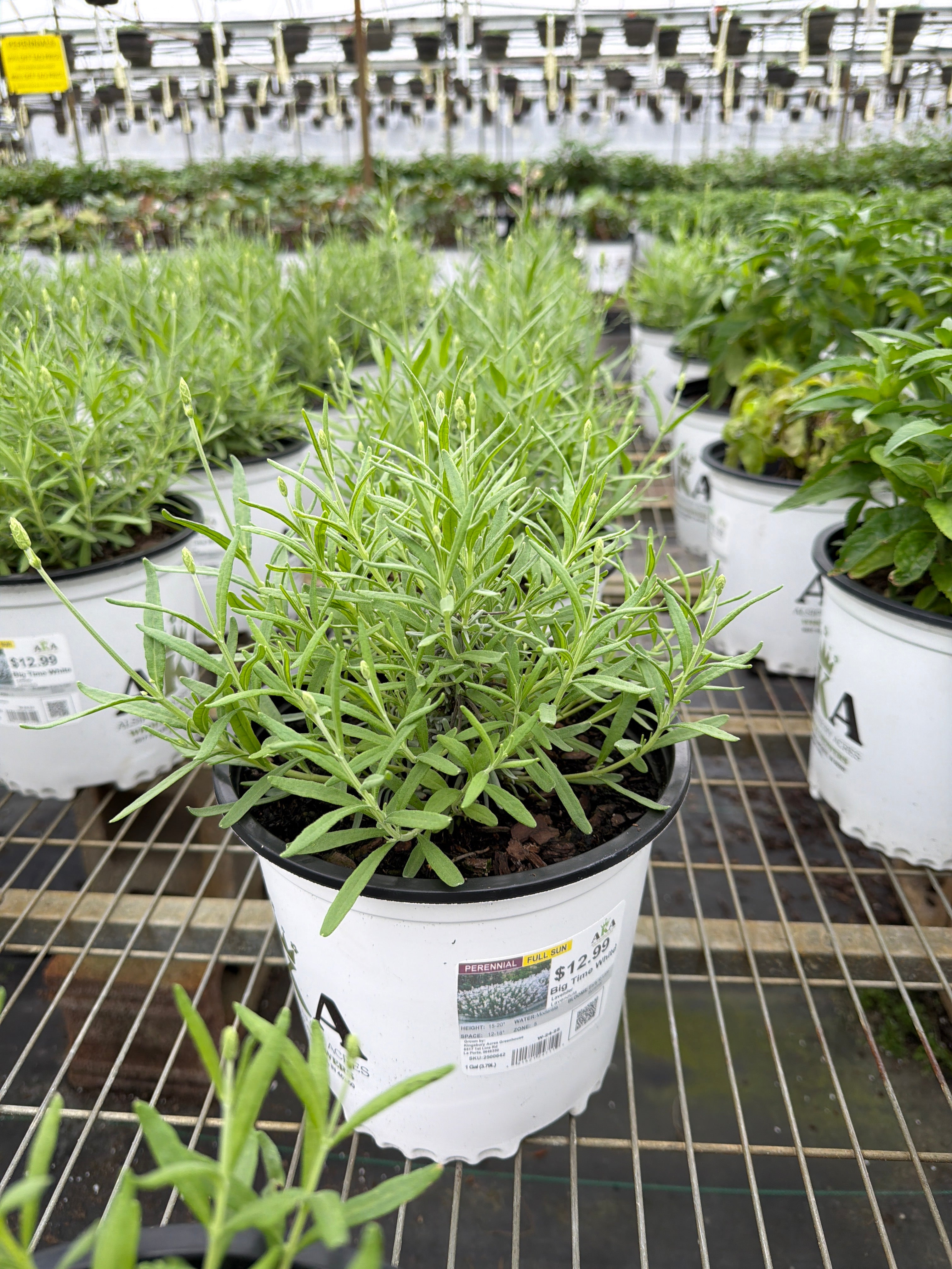 Lavandula Lavender Big Time White