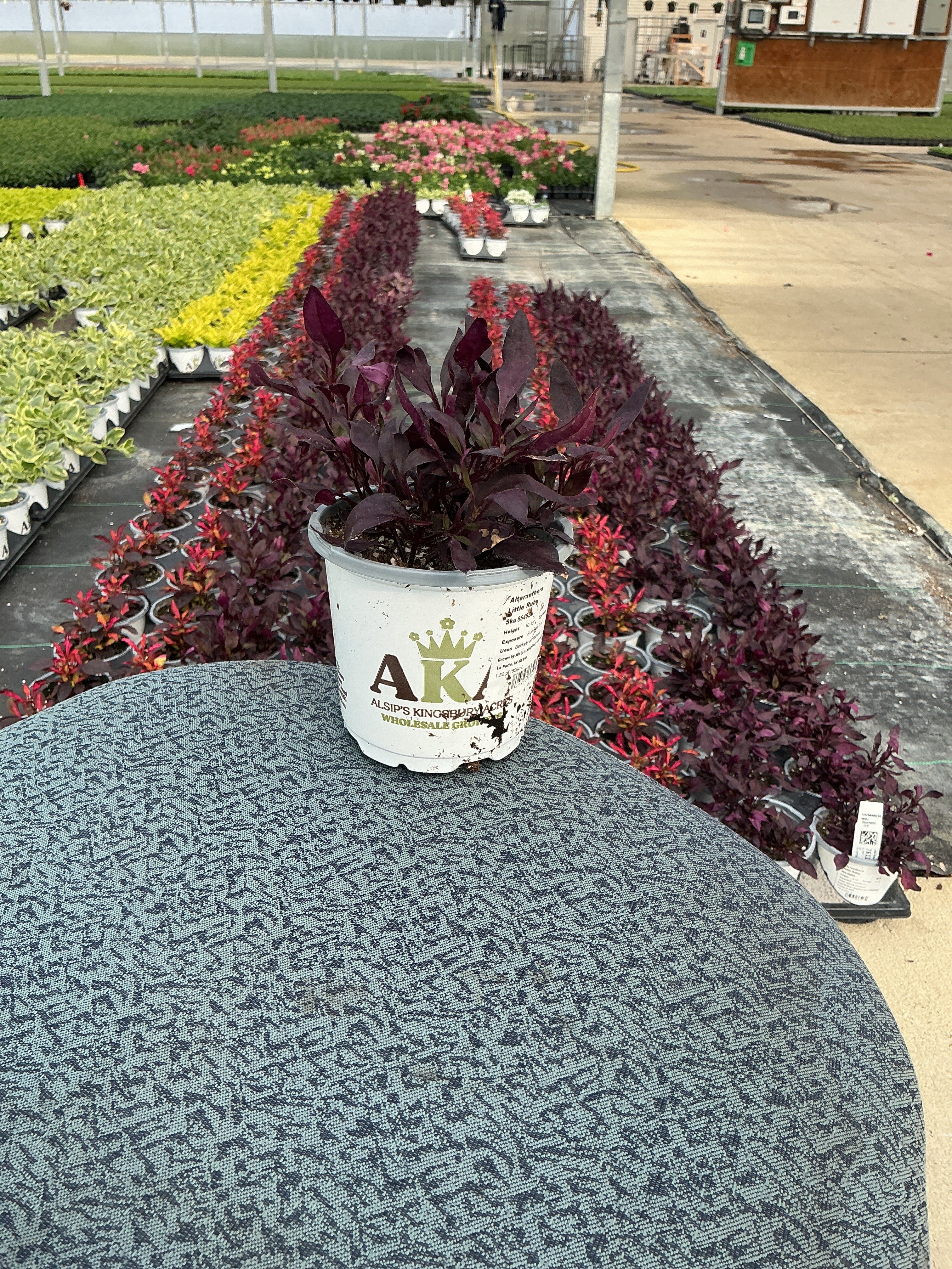 Alteranthera Little Ruby - 4.33" Premium Annual