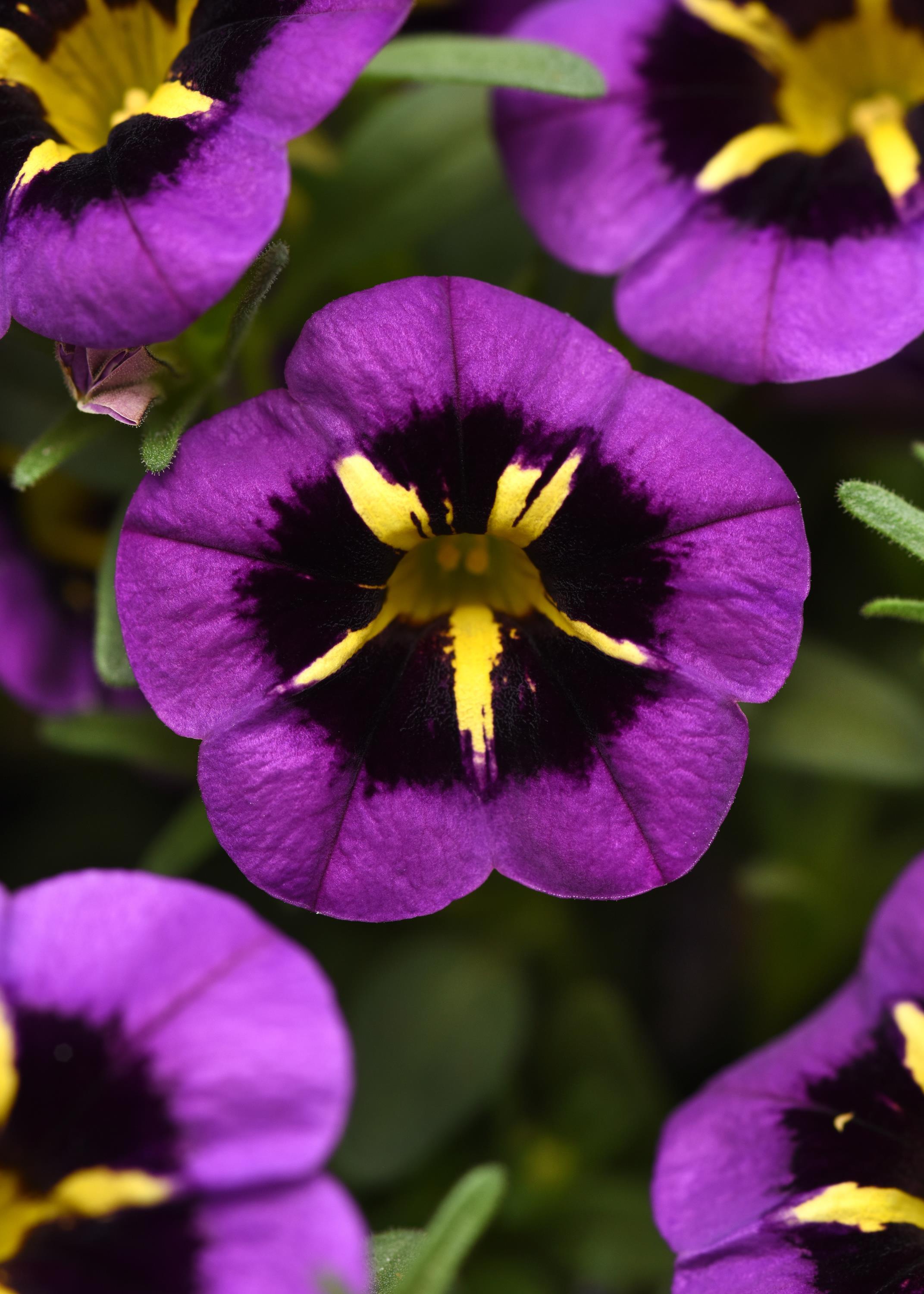 Calibrachoa Cabaret Midnight Kiss - 4.33" Premium Annual