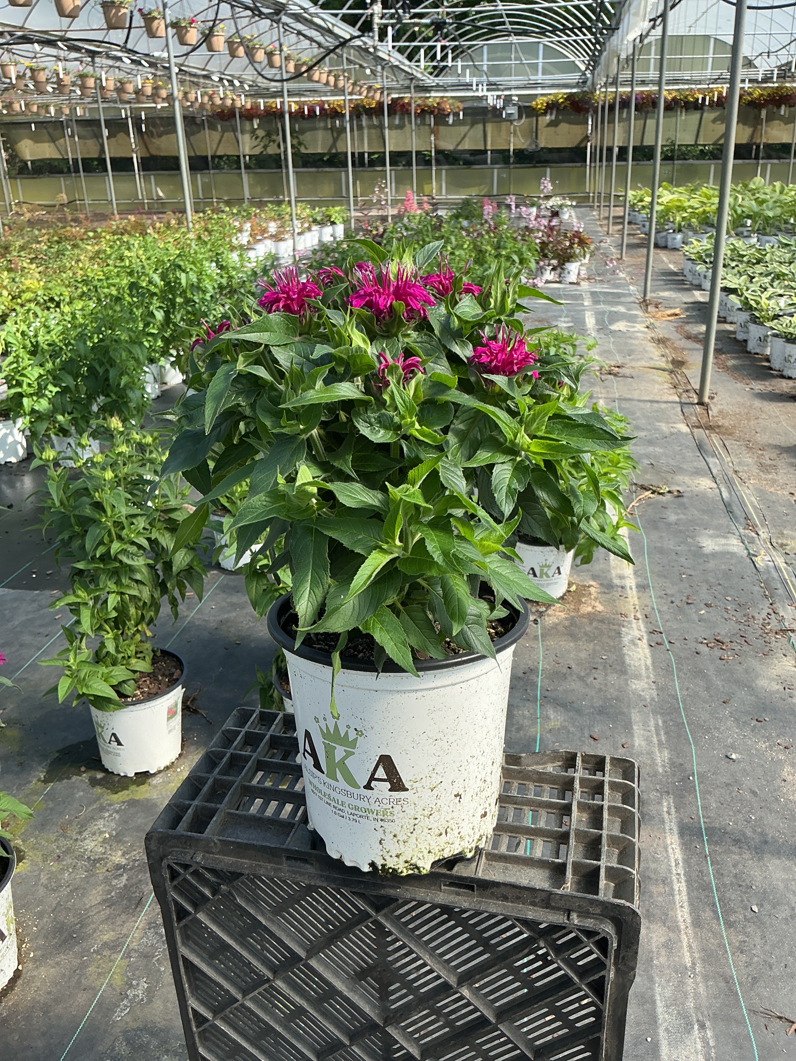 Monarda Bee Balm Balmy Purple