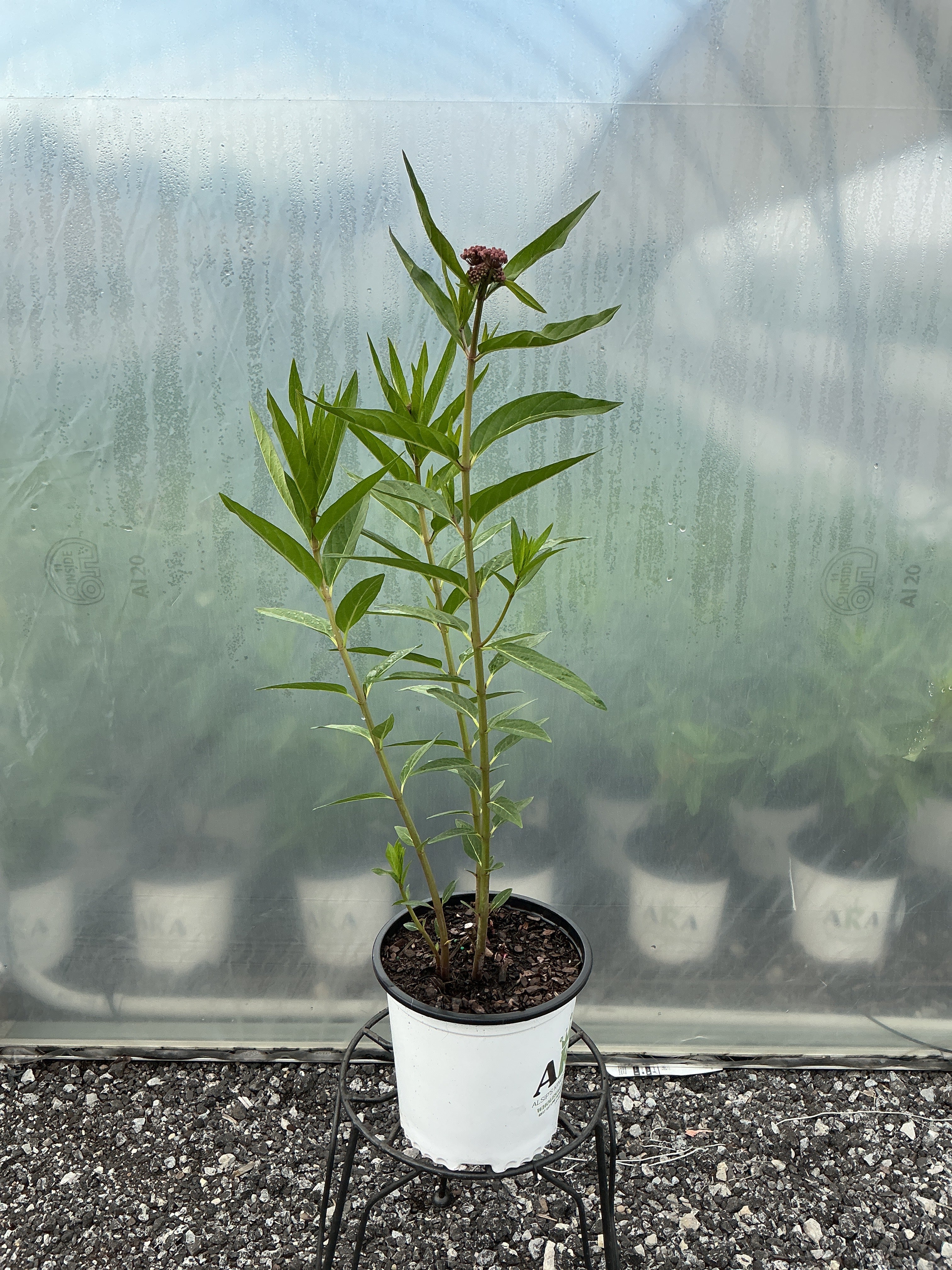 Asclepias Swamp Milkweed Incarnata
