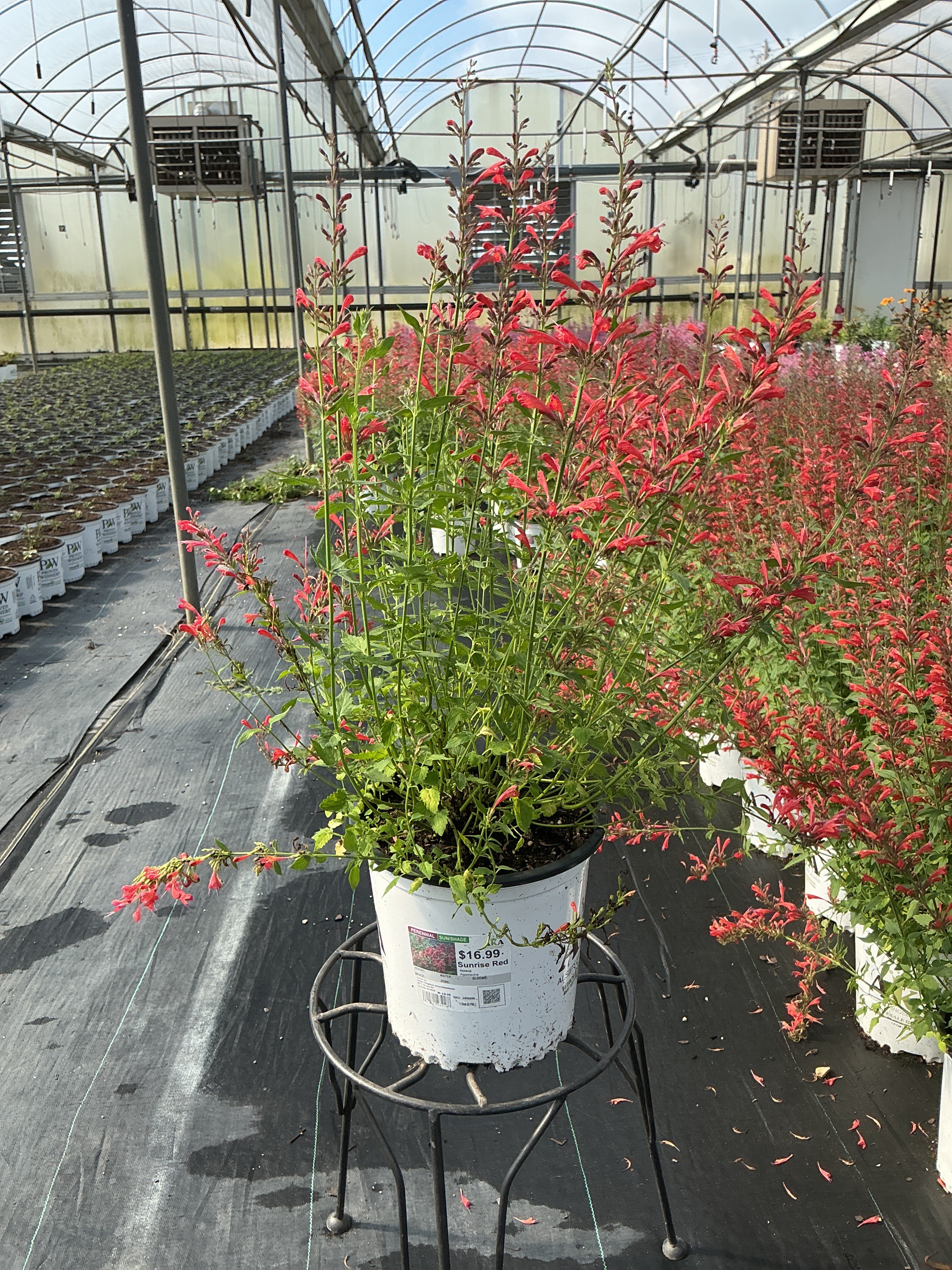Agastache Hyssop Sunrise Red