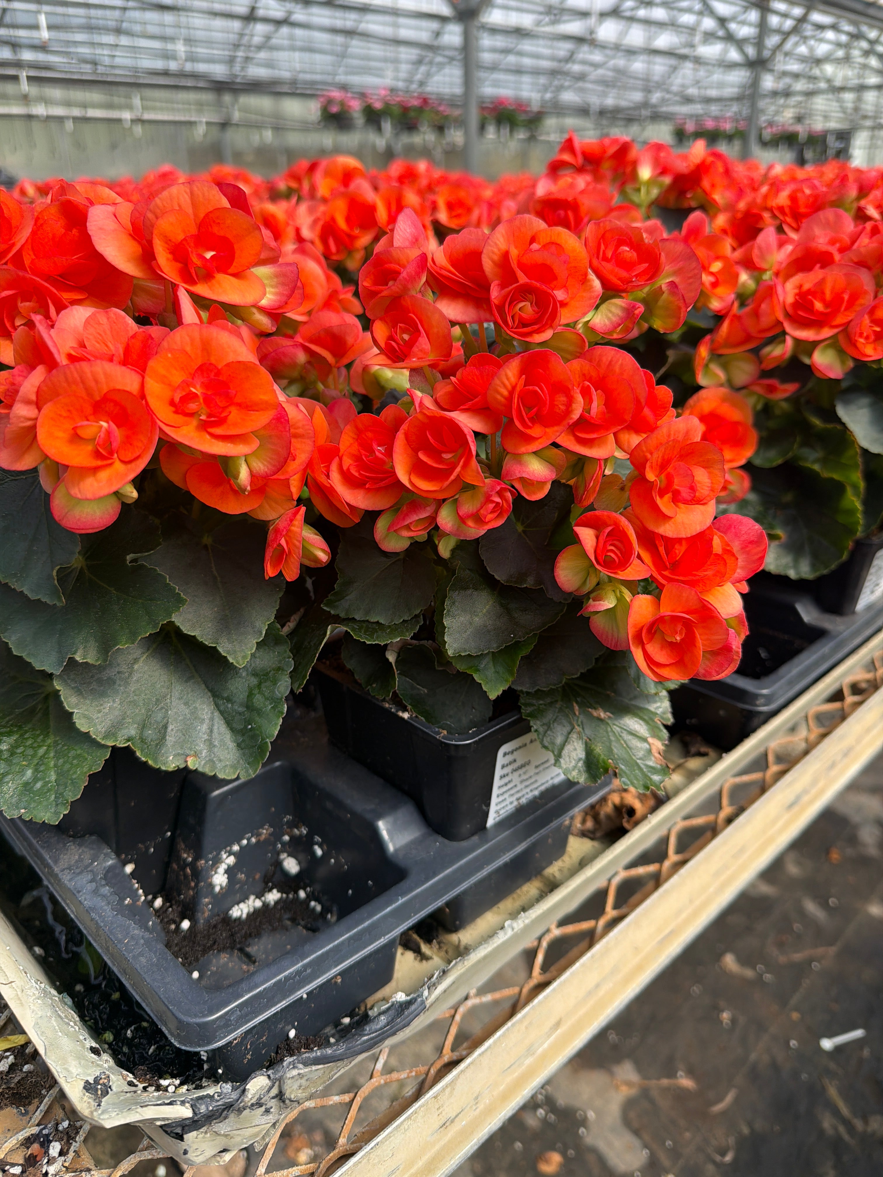 Begonia Amstel Carneval - 4.5" Potted Begonia