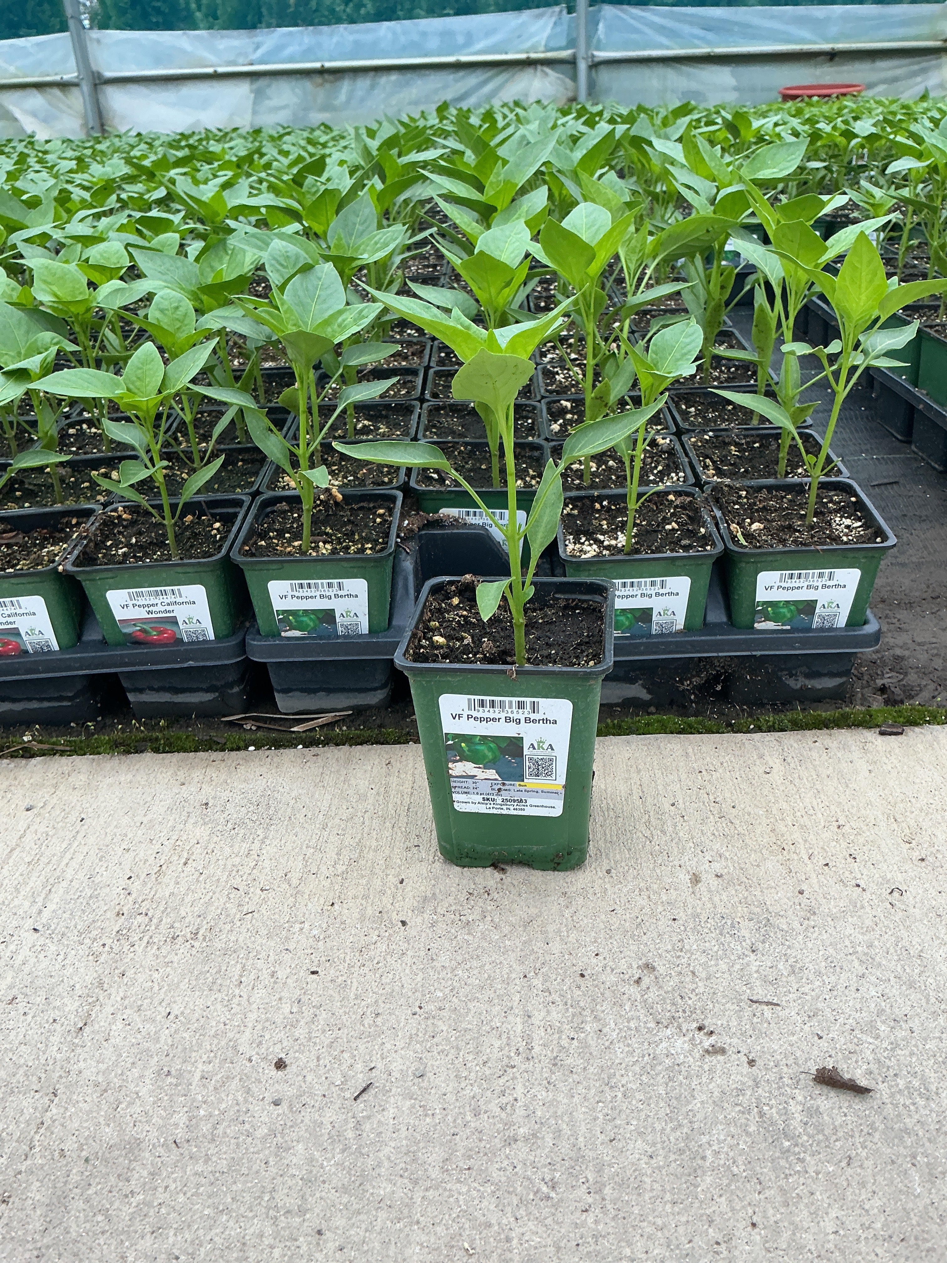 Pepper Big Bertha - 4" Potted Vegetable