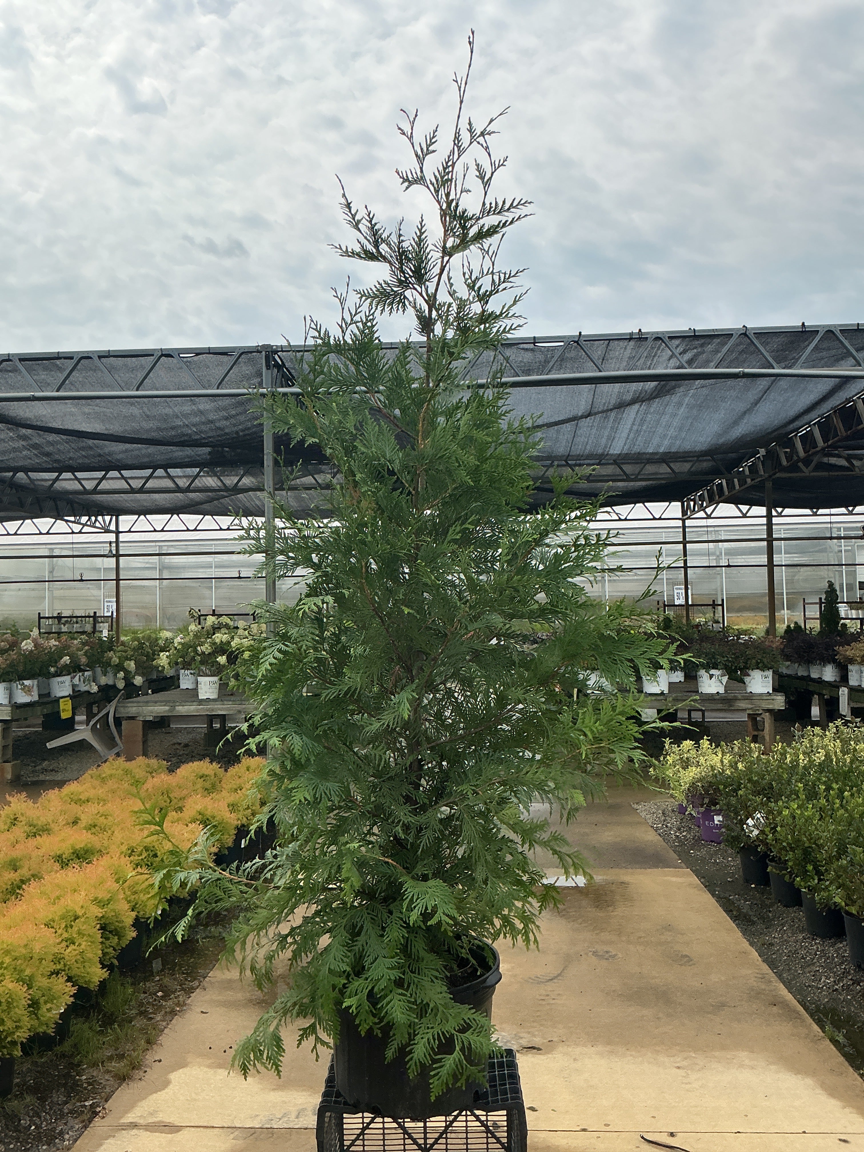 Thuja Green Giant
