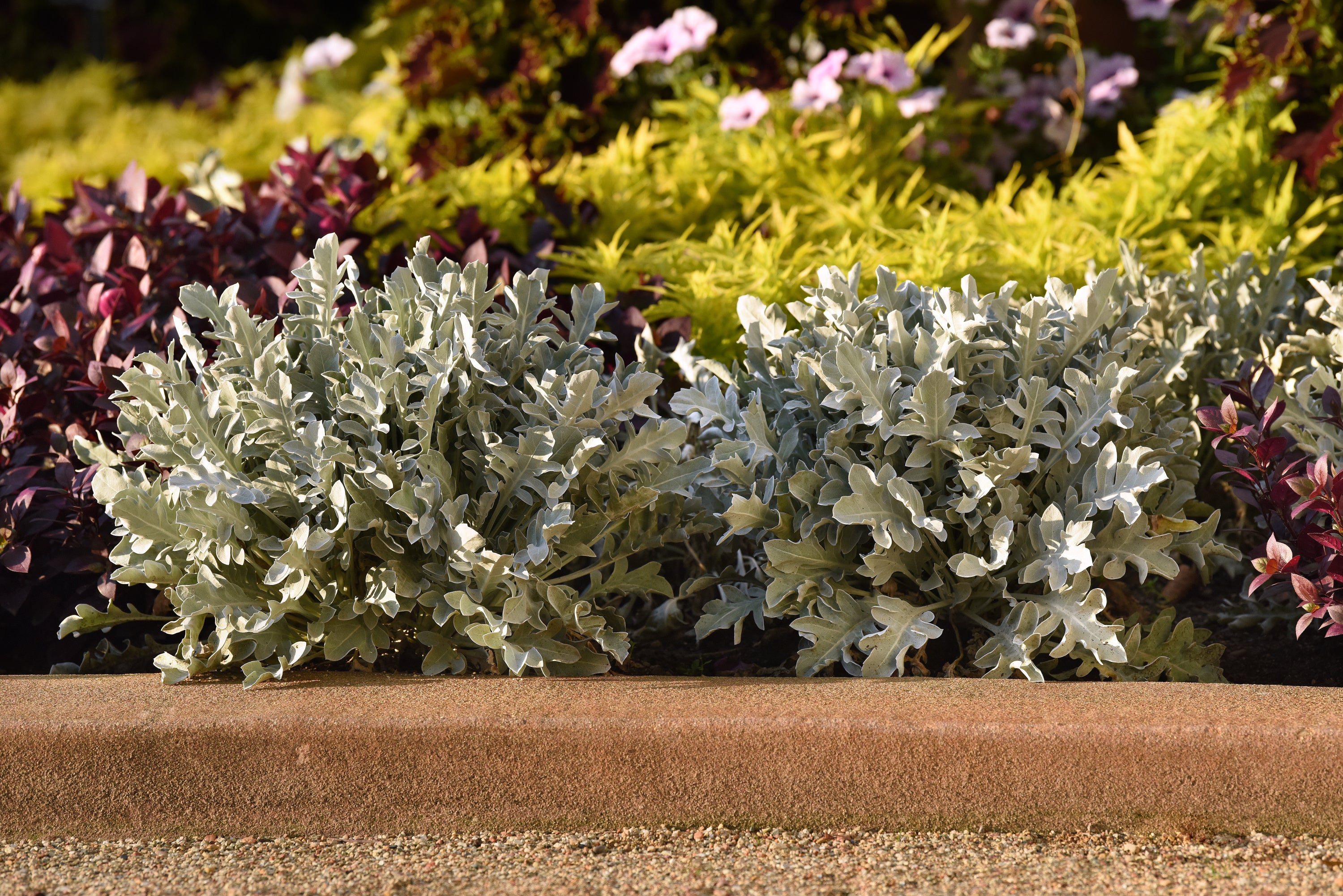 Centaurea Silver Swirl - 6.3" Premium Thriller Annual