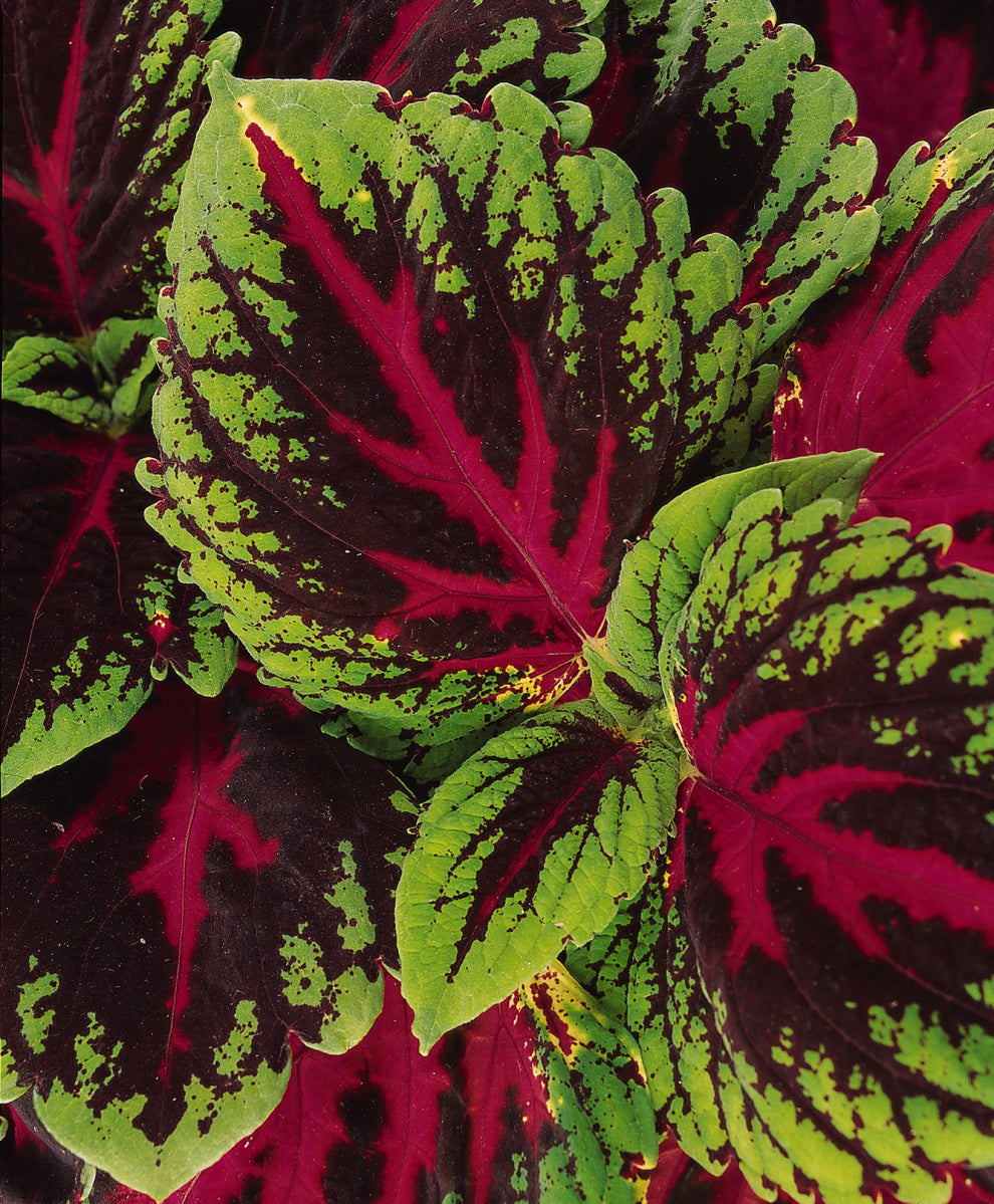 Coleus Kong Red - 5" Premium Annual