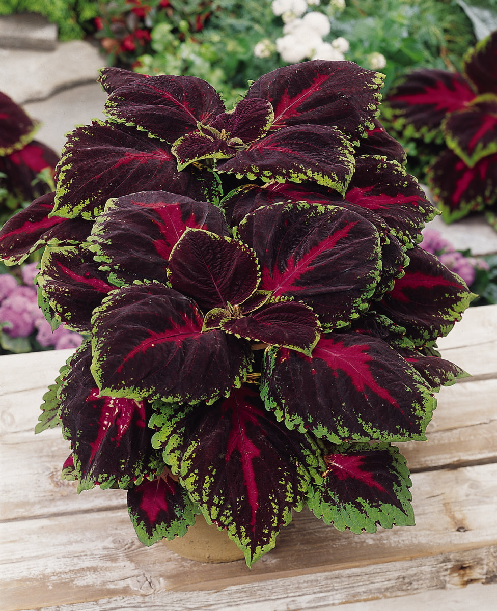 Coleus Kong Red - 5" Premium Annual