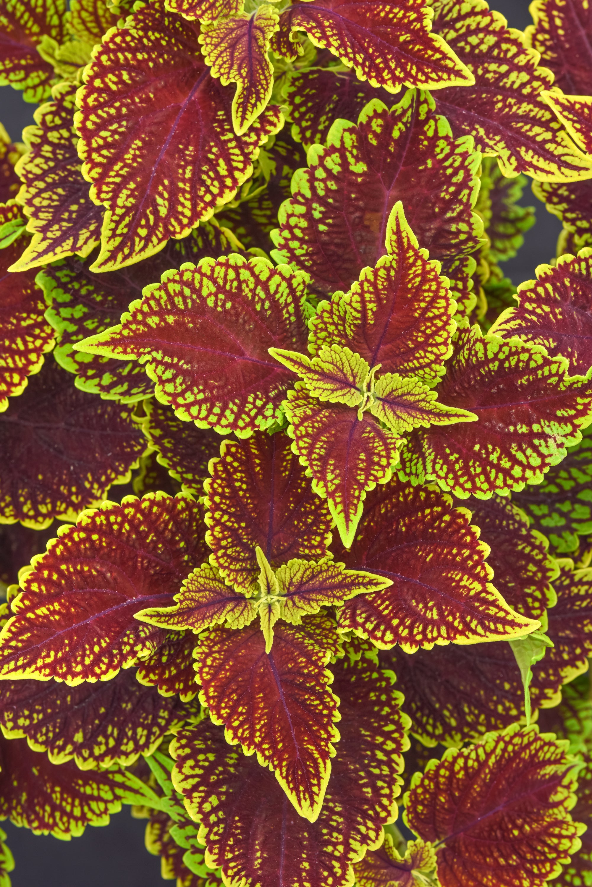 Coleus Coleosaurus - 4.33" Premium Annual