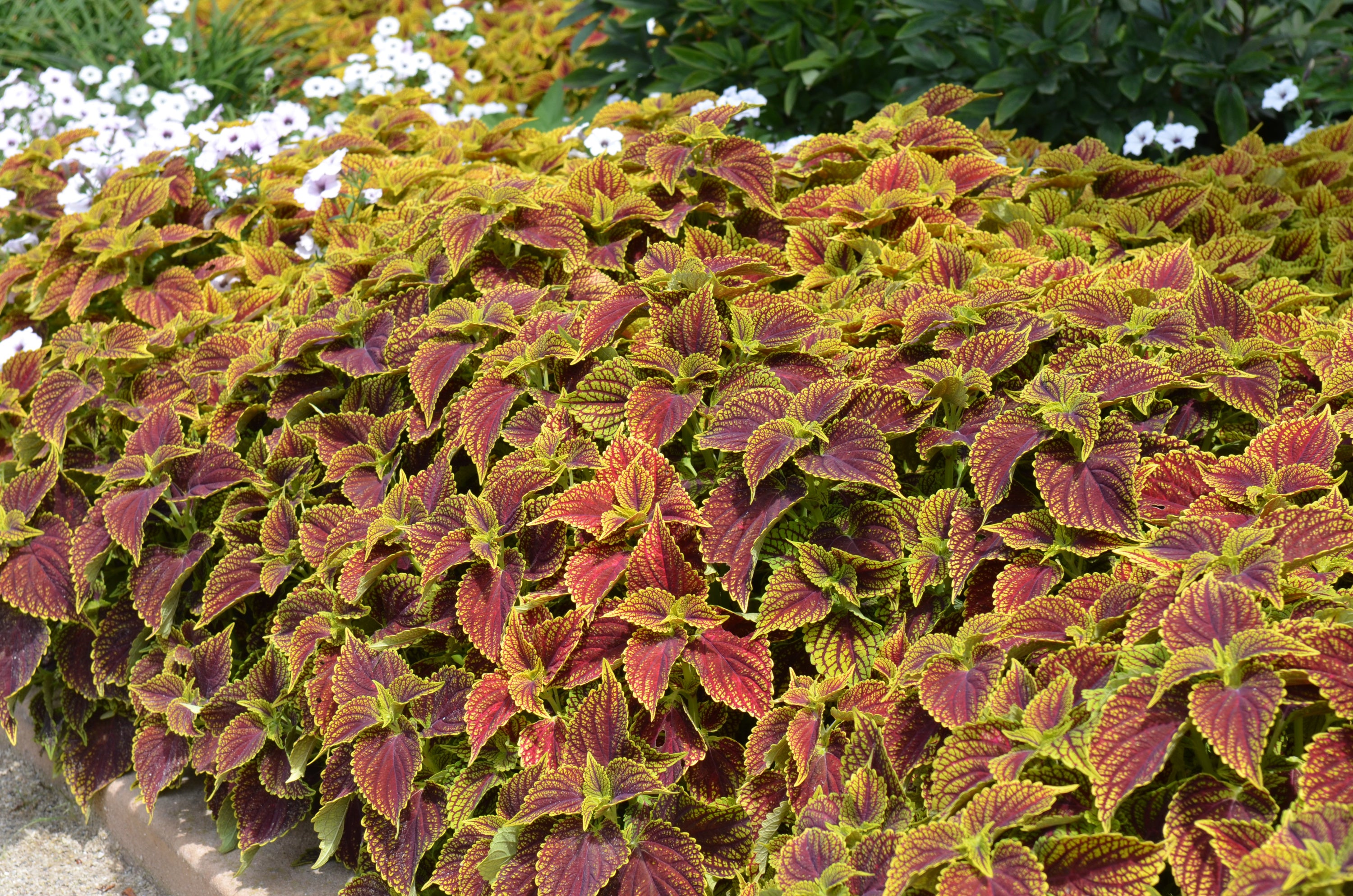 Coleus Coleosaurus - 4.33" Premium Annual