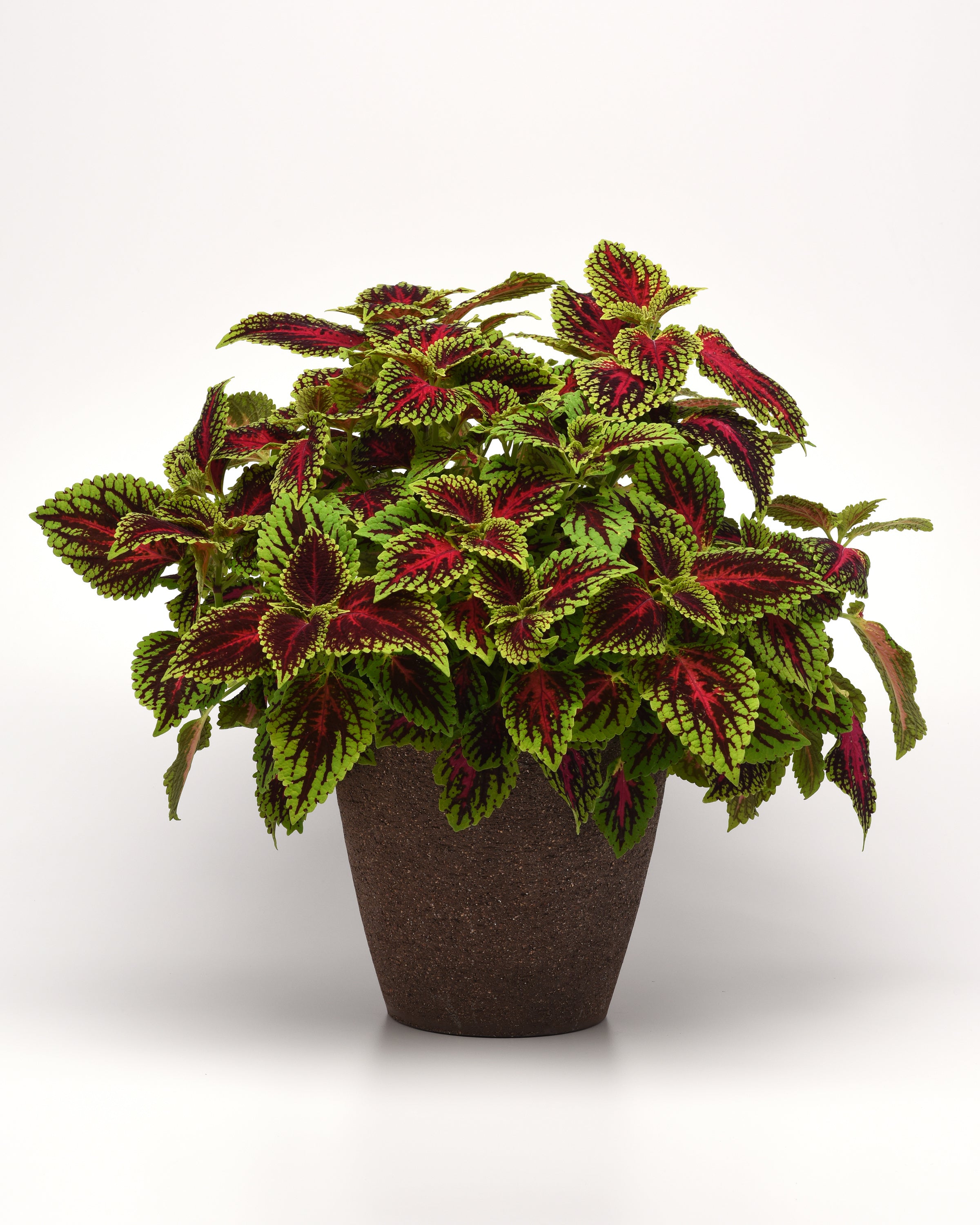 Coleus Dragon Heart - 4.33" Premium Annual