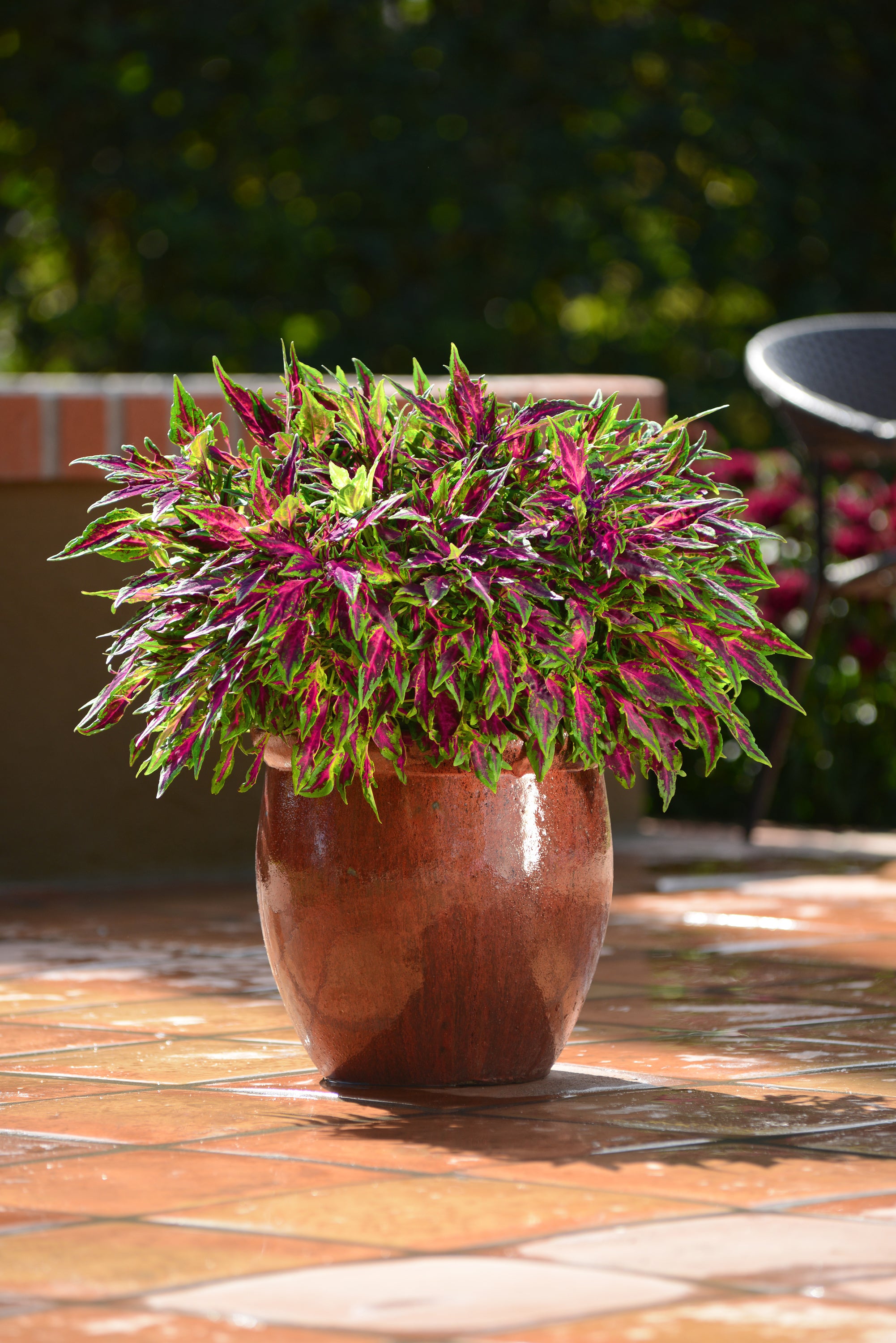 Coleus Chili Pepper - 4.33" Premium Annual
