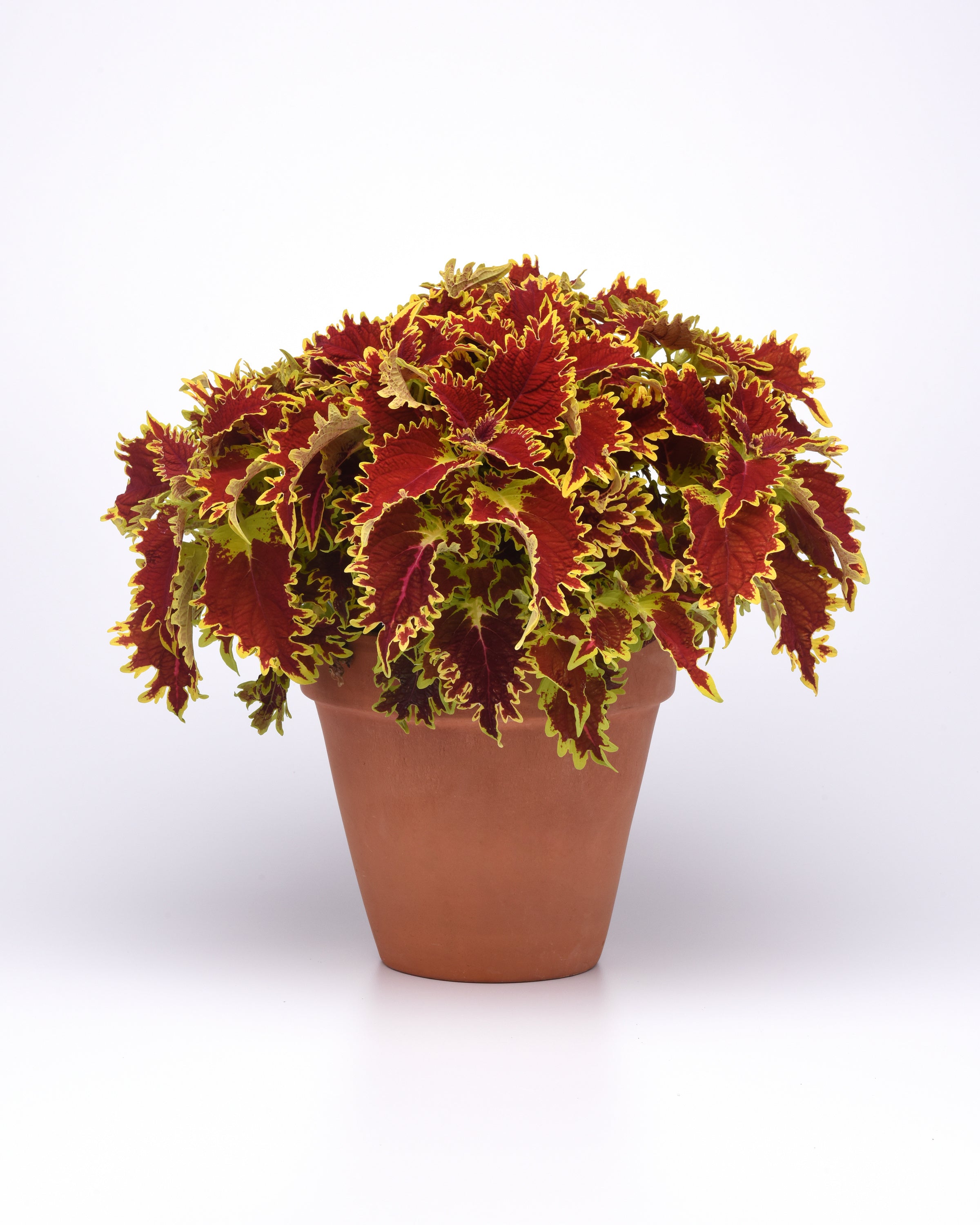 Coleus Copperhead - 4.33" Premium Annual