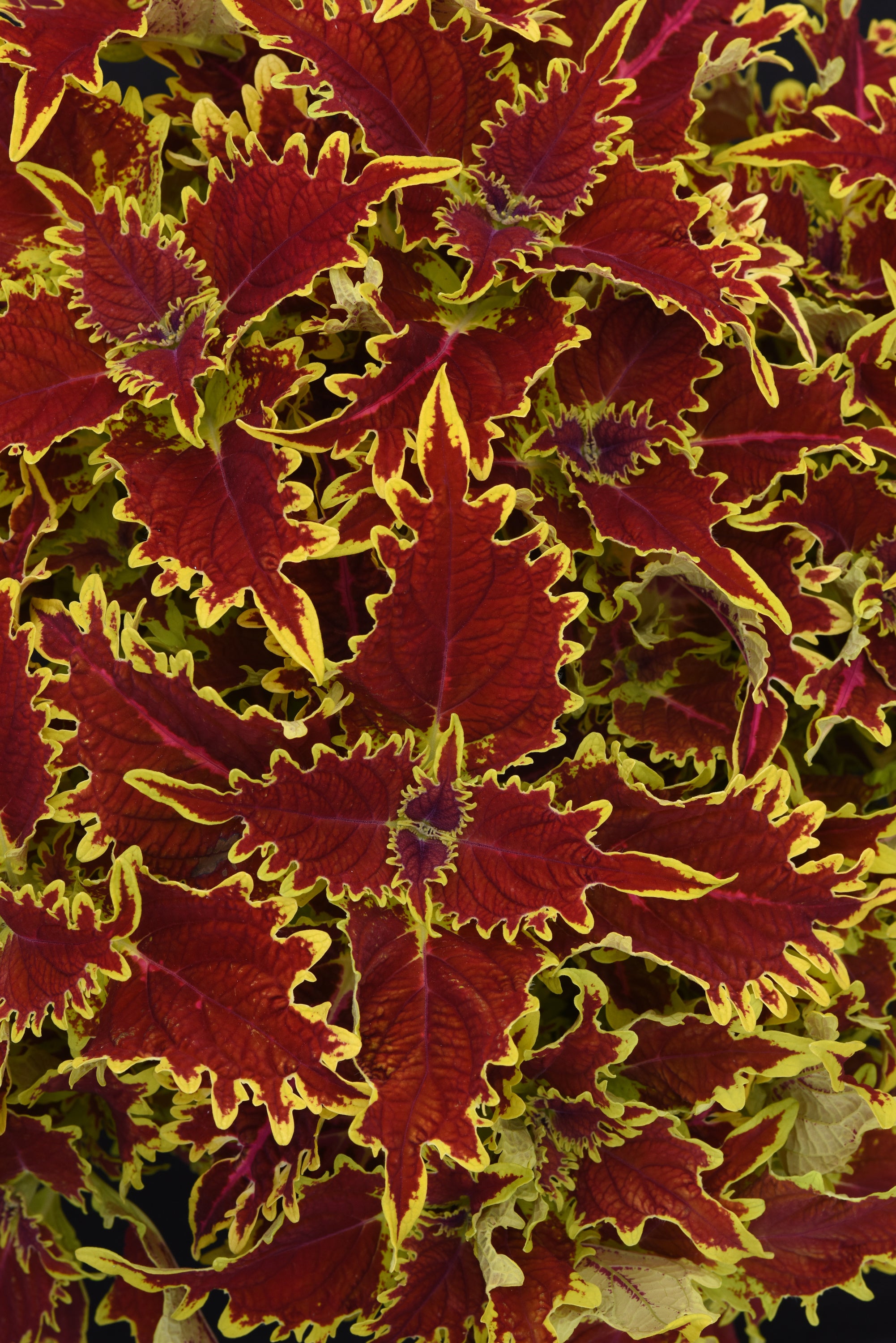 Coleus Copperhead - 4.33" Premium Annual