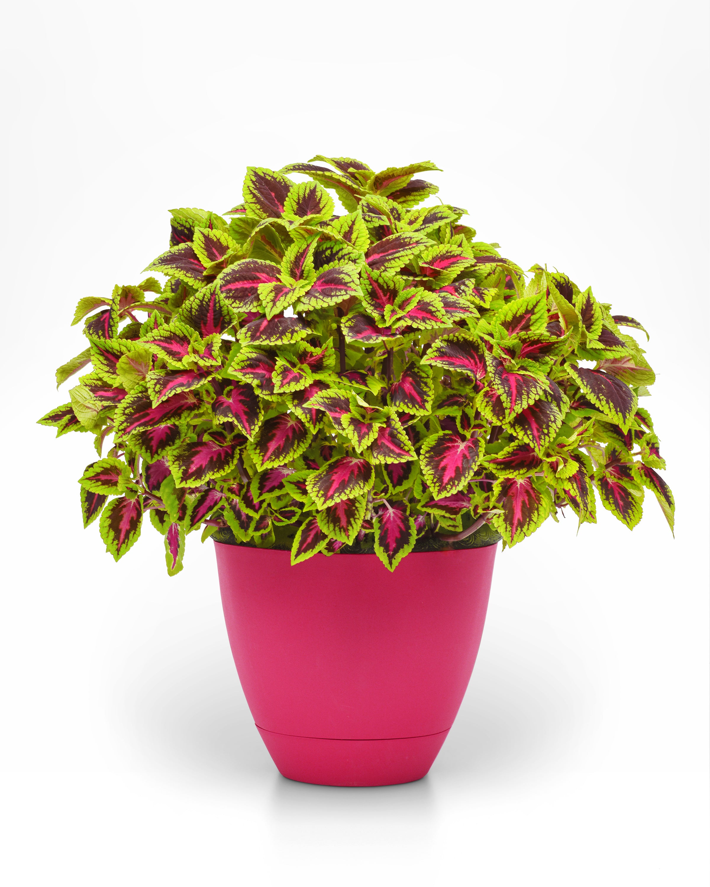 Coleus French Quarter - 4.33" Premium Annual