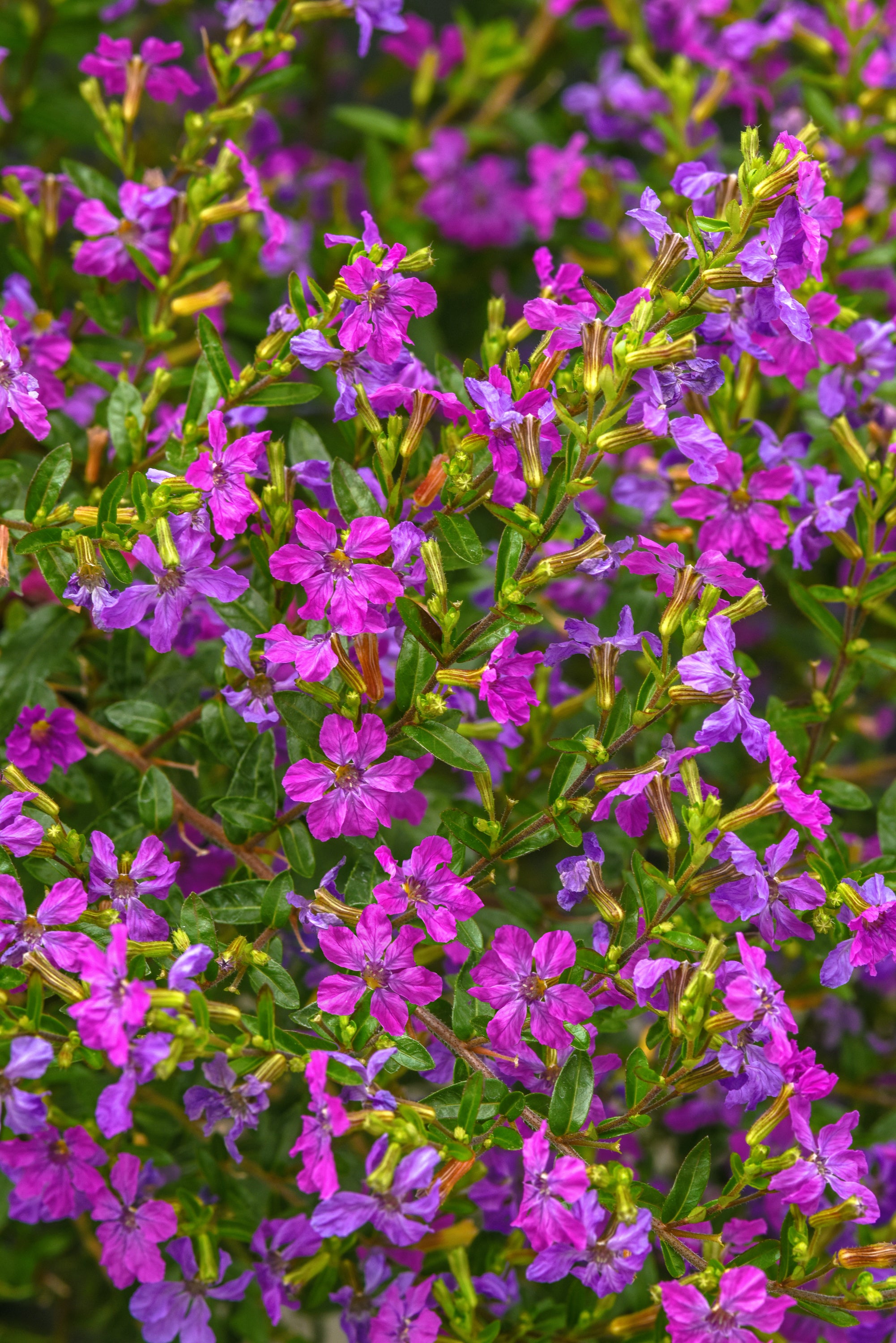 Cuphea Enchantia Purple - 4.33" Premium Annual